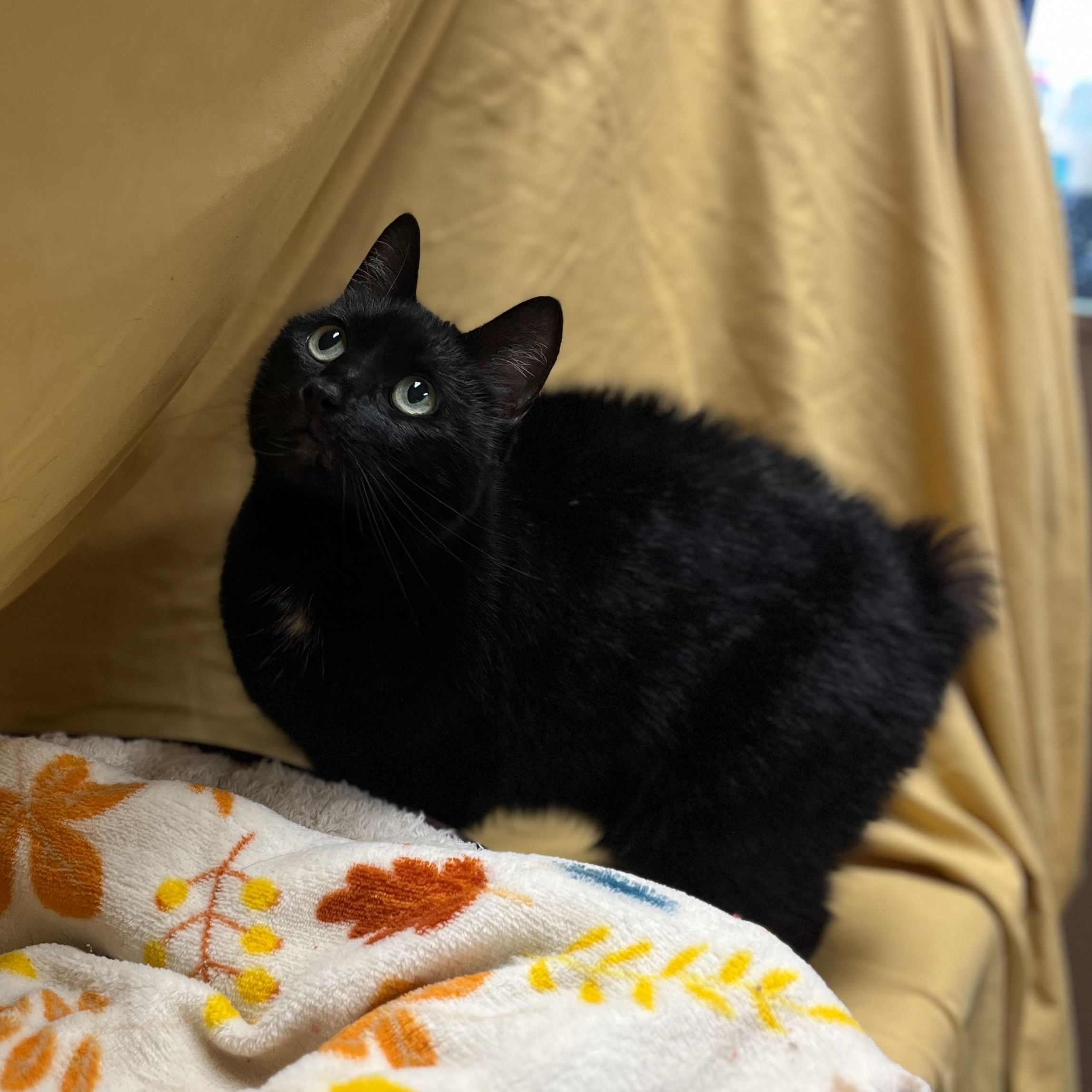 Enlarge Wednesday, an adoptable mixed breed in Richmond, KY image 1/6