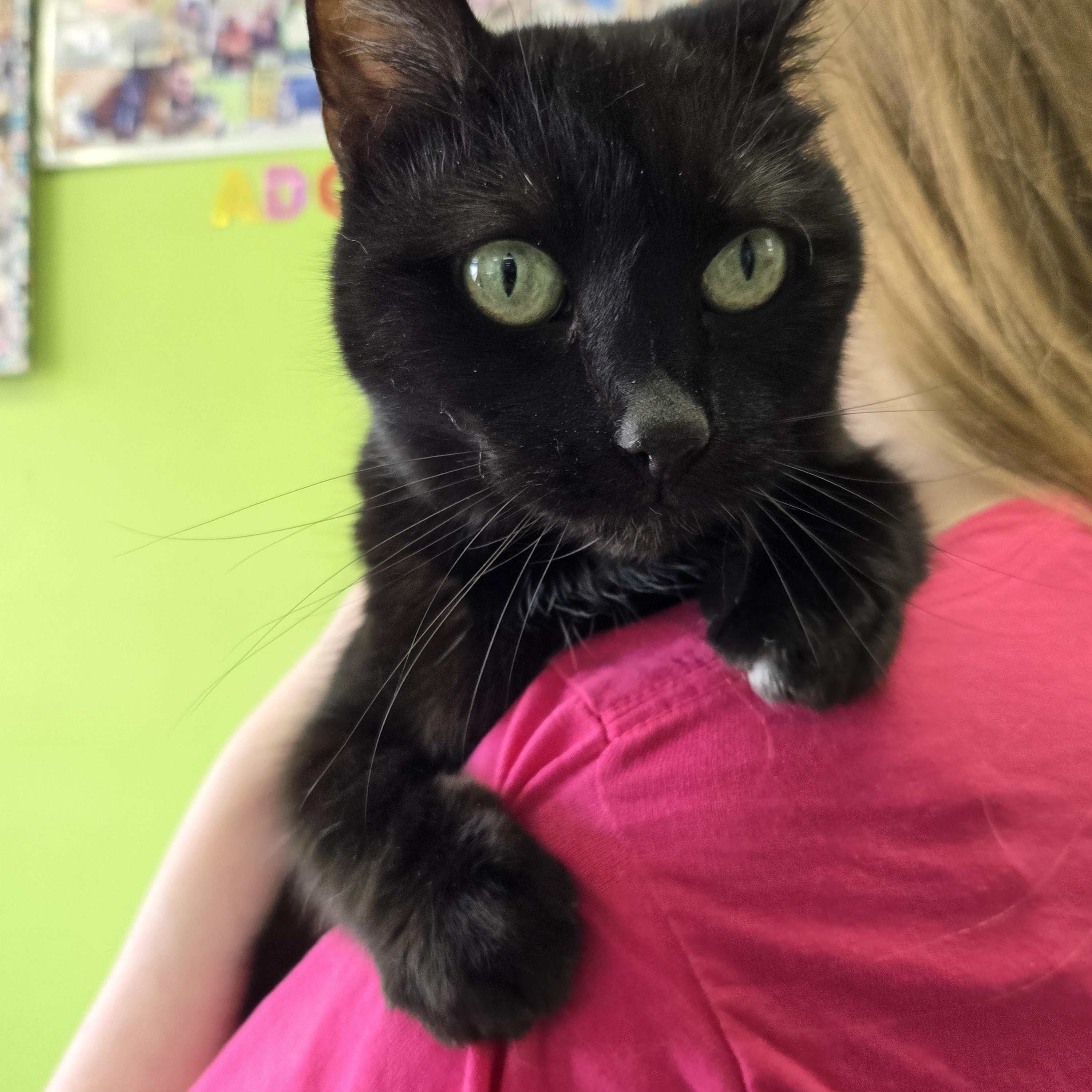 Enlarge Wednesday, an adoptable mixed breed in Richmond, KY image 2/6