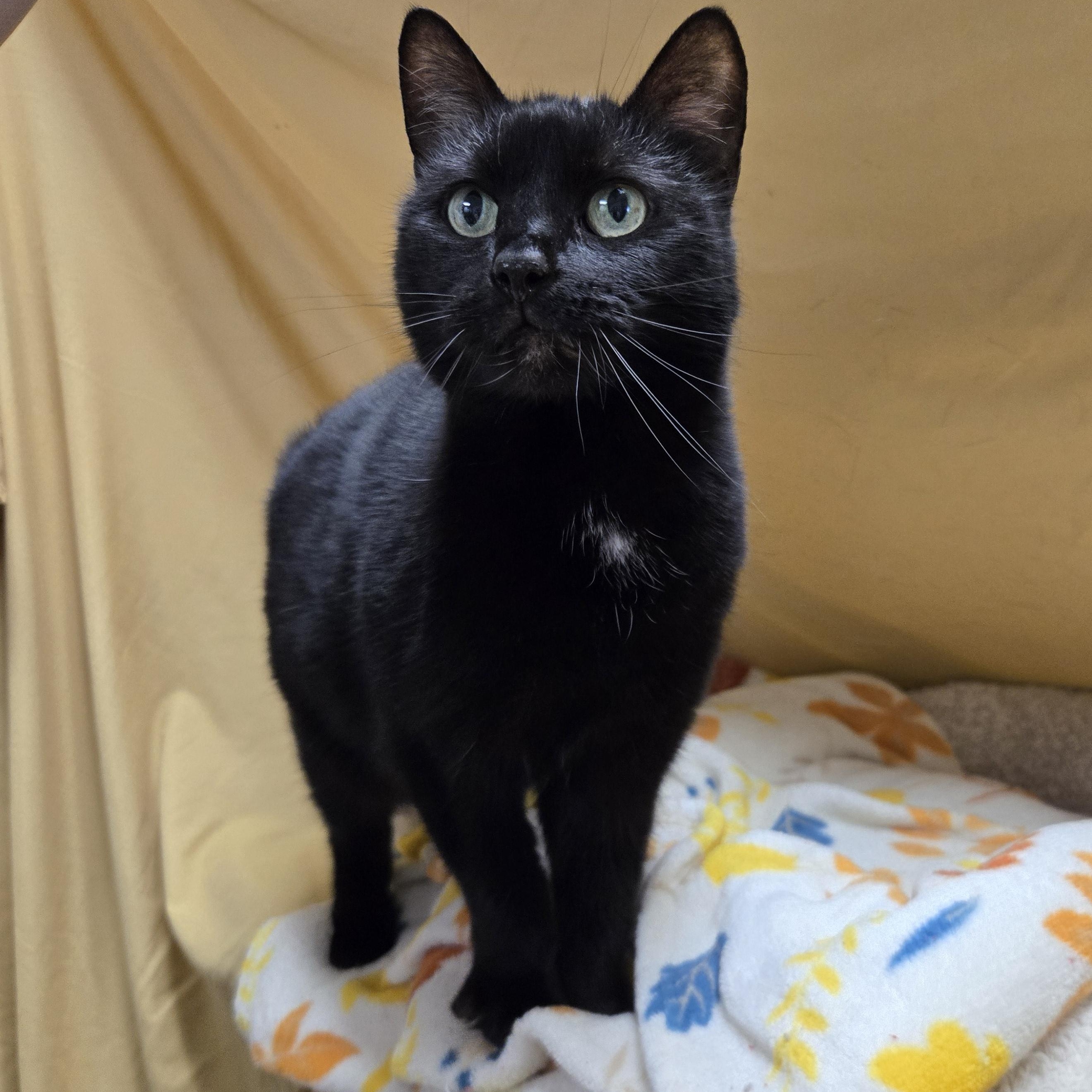 Enlarge Wednesday, an adoptable mixed breed in Richmond, KY image 4/6