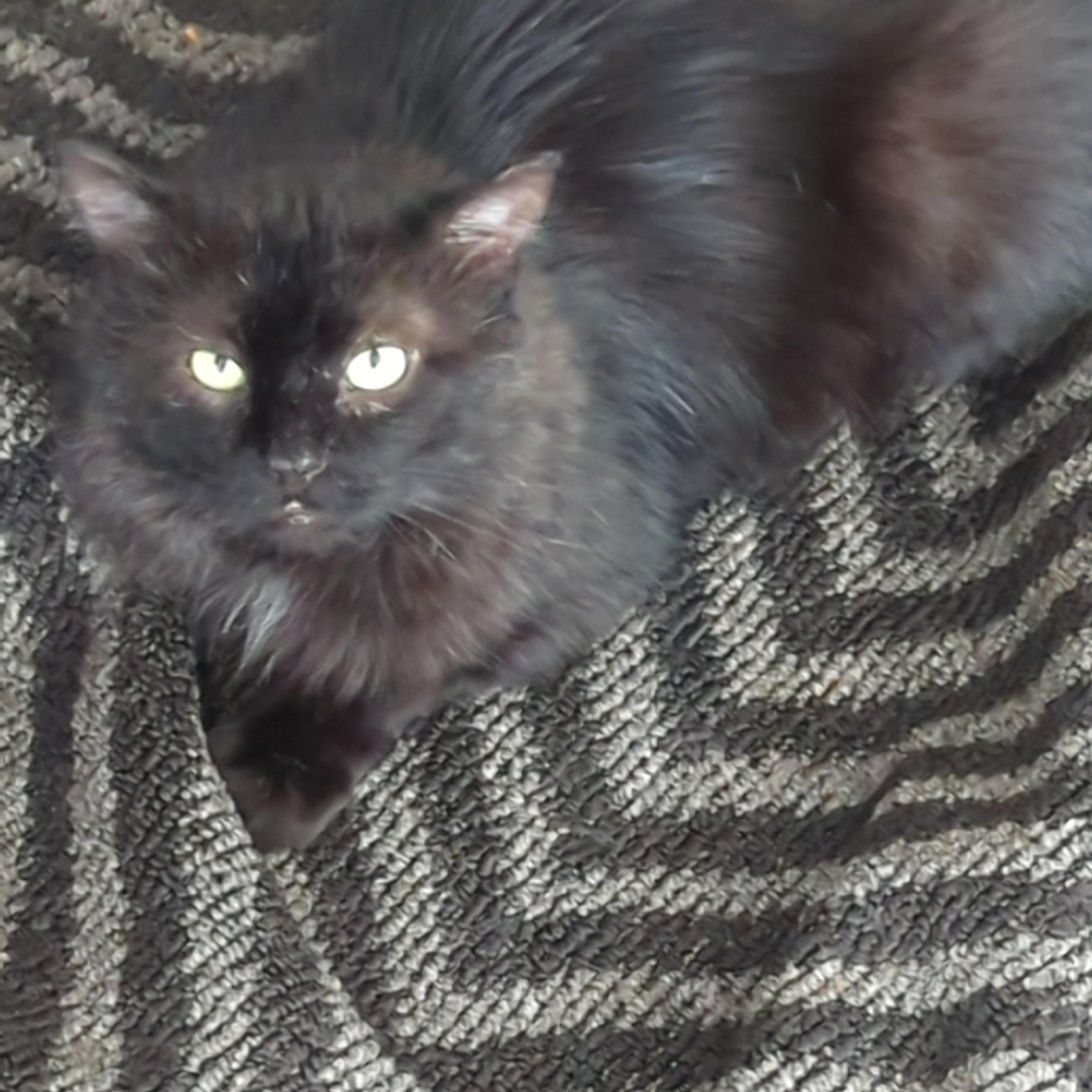 Midnight, a ADOPTABLE Domestic Medium Hair in Ottawa, ON image 3/5