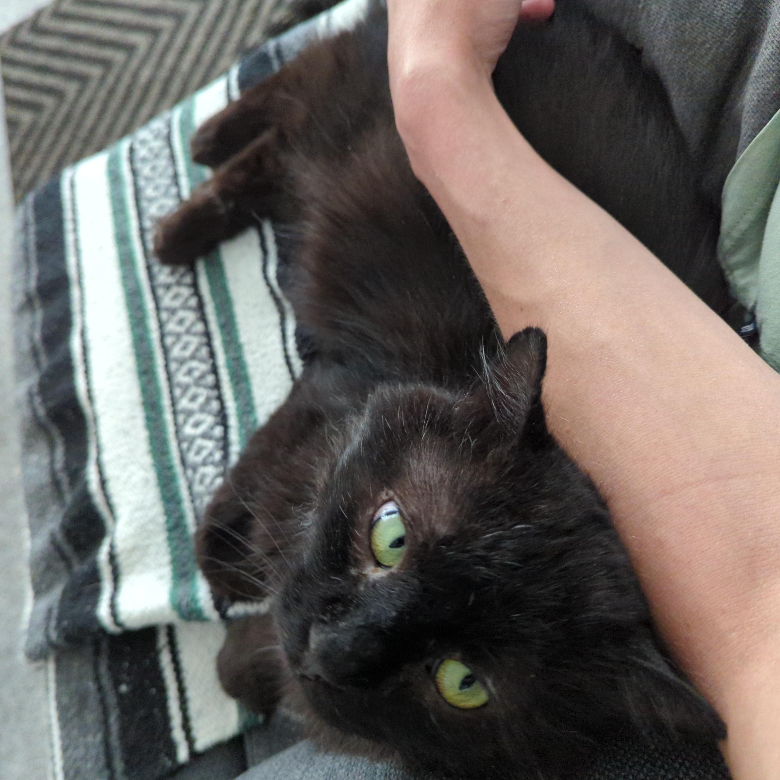Midnight, a ADOPTABLE Domestic Medium Hair in Ottawa, ON image 5/5