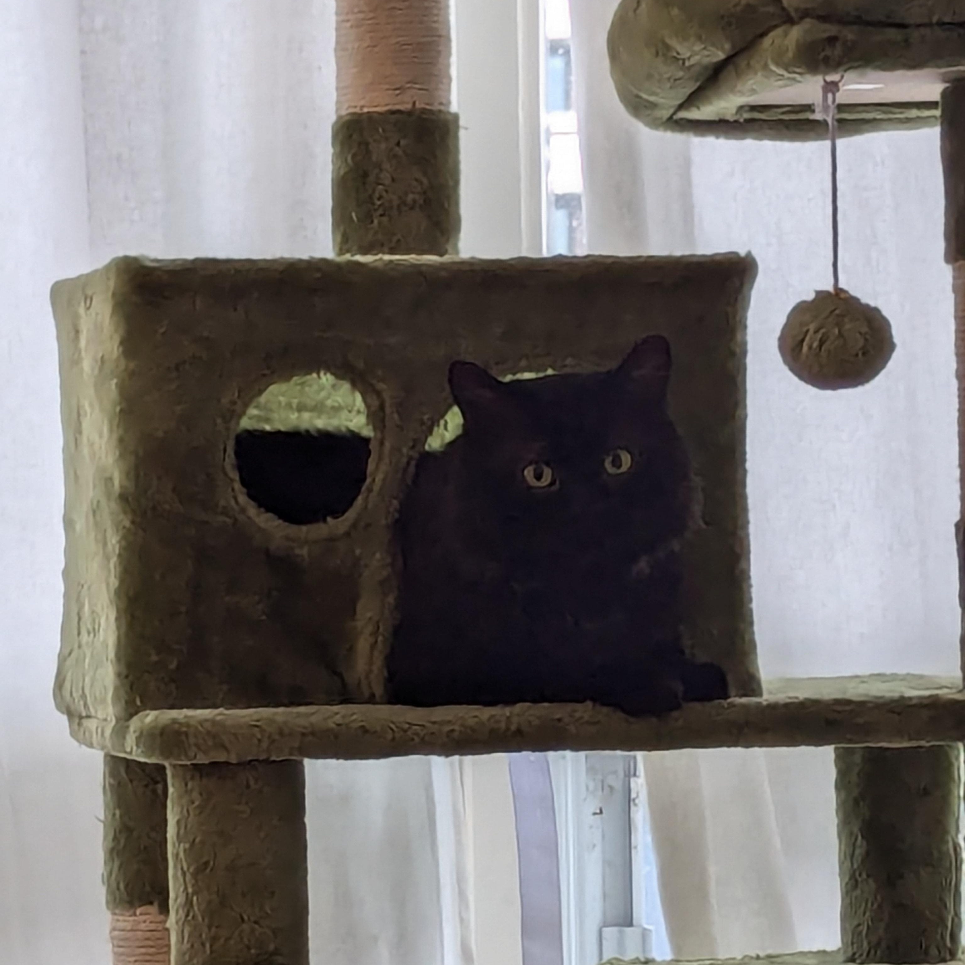 Midnight, a ADOPTABLE Domestic Medium Hair in Ottawa, ON image 4/5