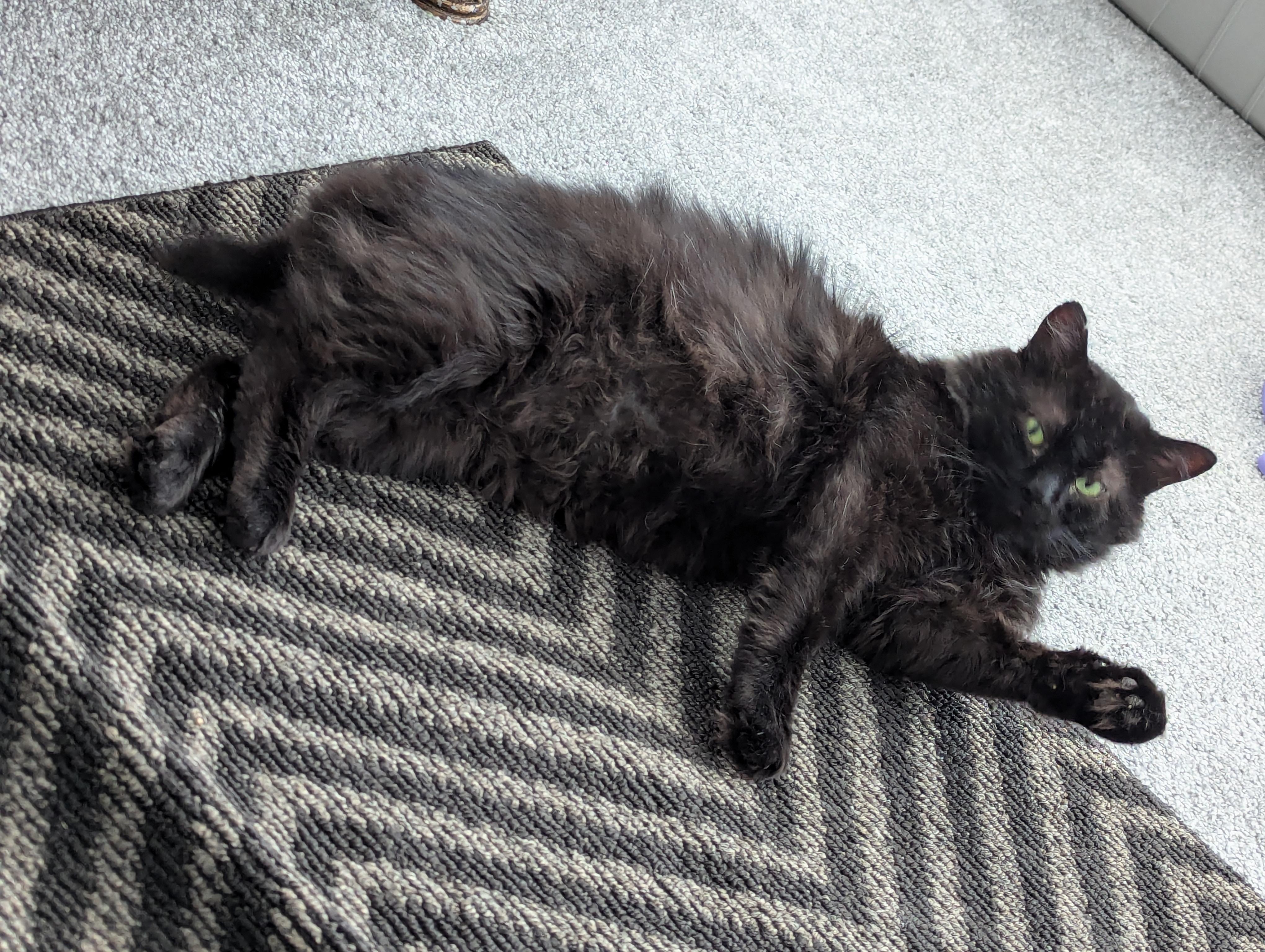 Midnight, a ADOPTABLE Domestic Medium Hair in Ottawa, ON image 2/5