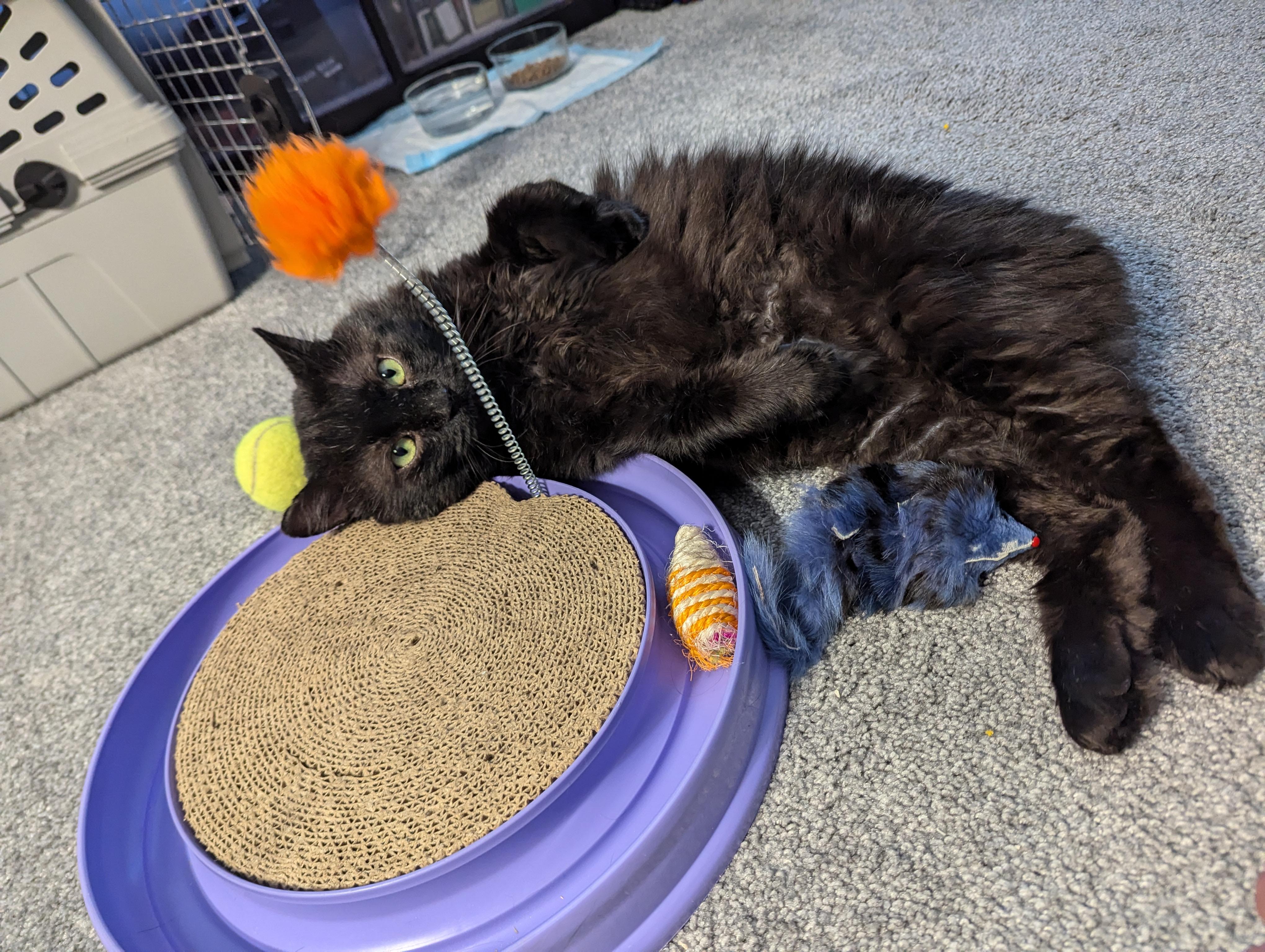 Midnight, ADOPTABLE, Adult Male Domestic Medium Hair.