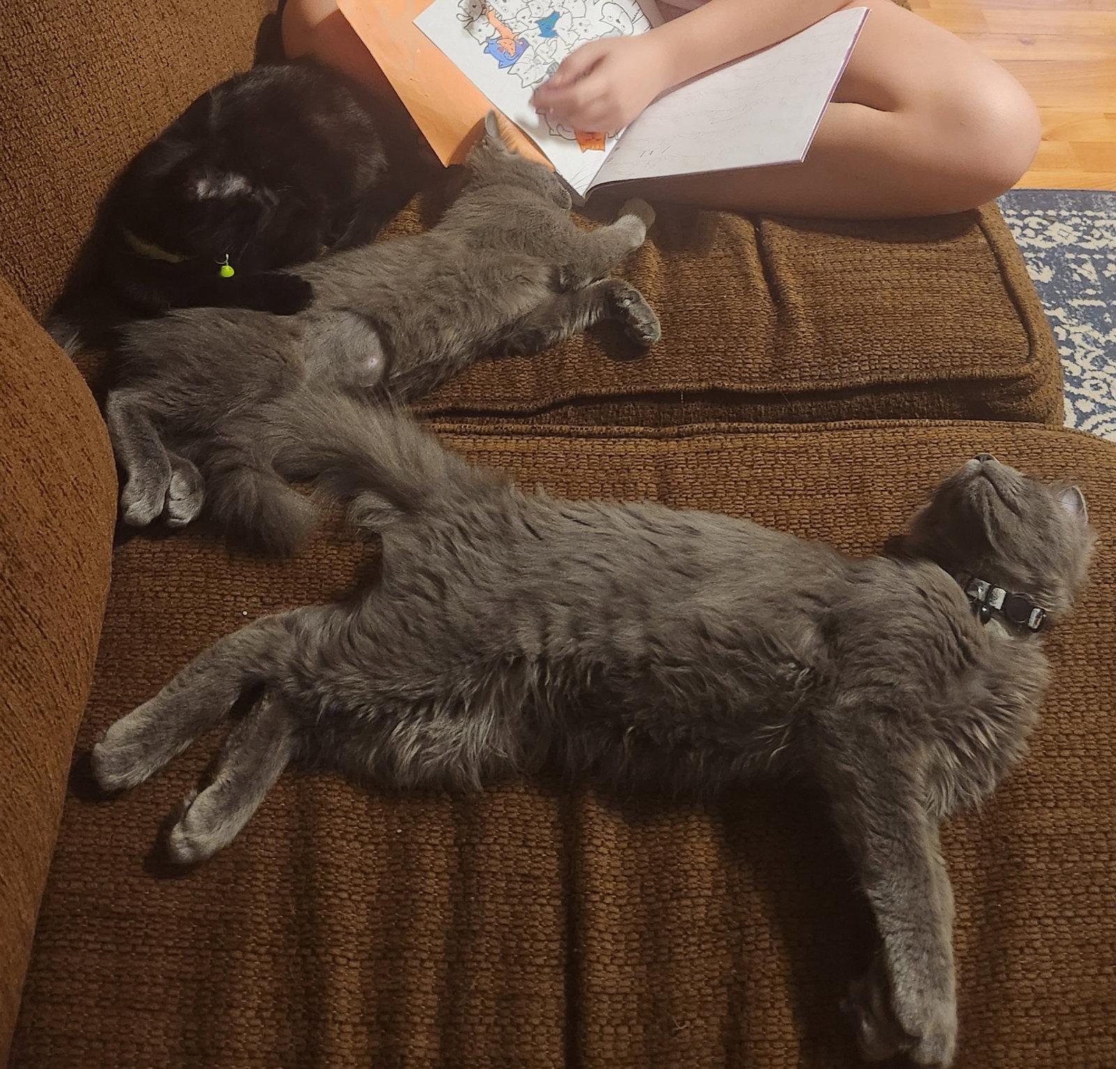 Preston, Adopted, Young Male Domestic Short Hair.