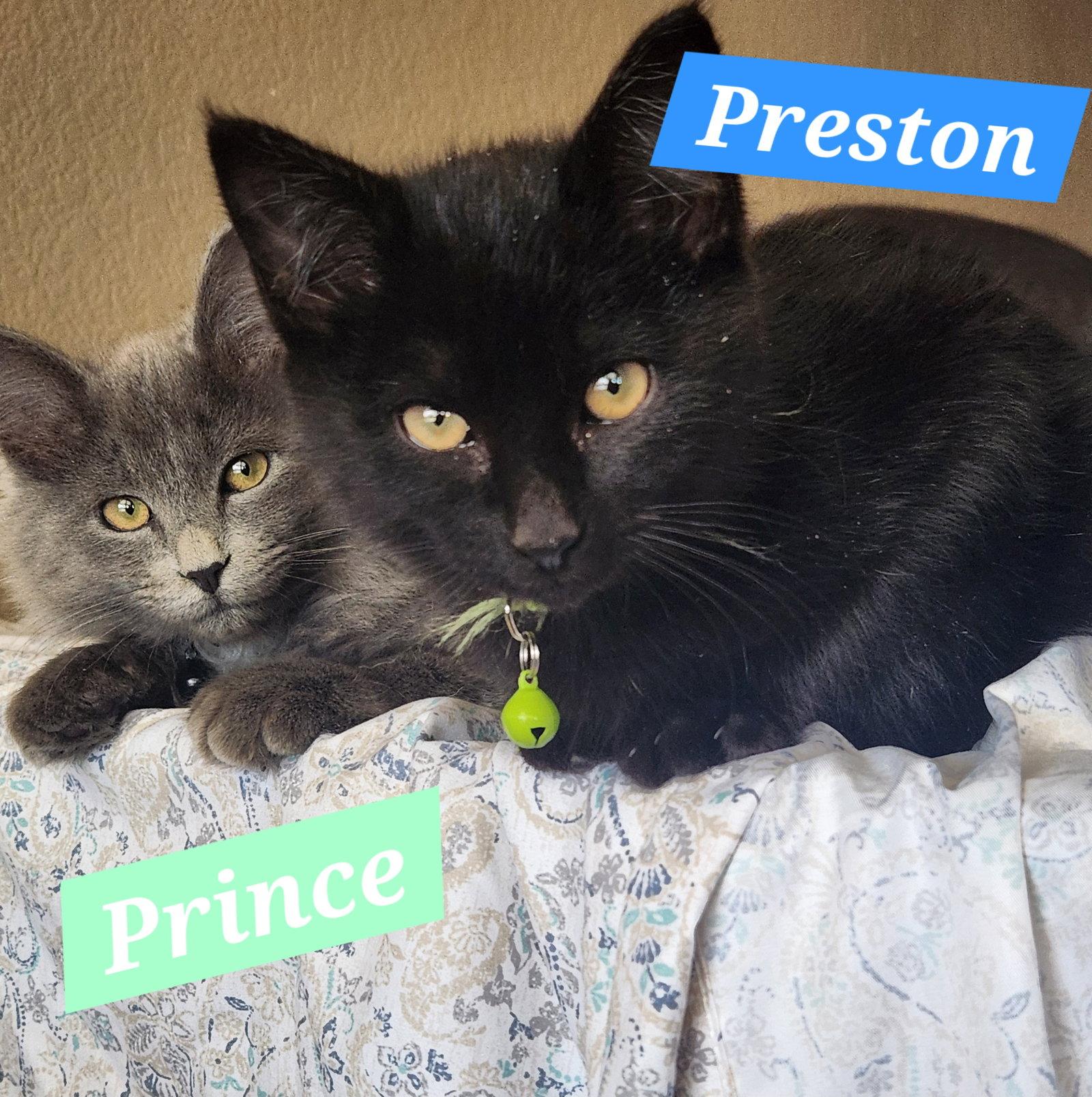 Enlarge Preston, a Adopted Domestic Short Hair in McKinney, TX image 2/3
