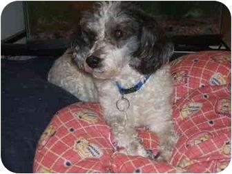 Pierre, Adopted, Adult Male Poodle.