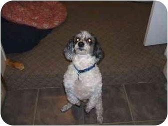 Pierre, a Adopted Poodle in Powell, OH image 2/3