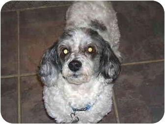 Pierre, a Adopted Poodle in Powell, OH image 3/3