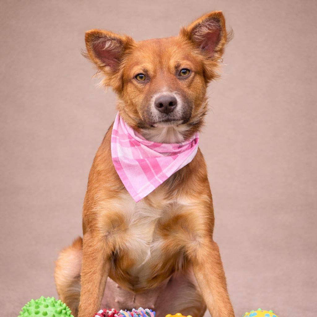 Enlarge Inga-The Little Fox‑Lookalike With a Big Heart, a ADOPTABLE mixed breed in San Antonio, TX image 5/5