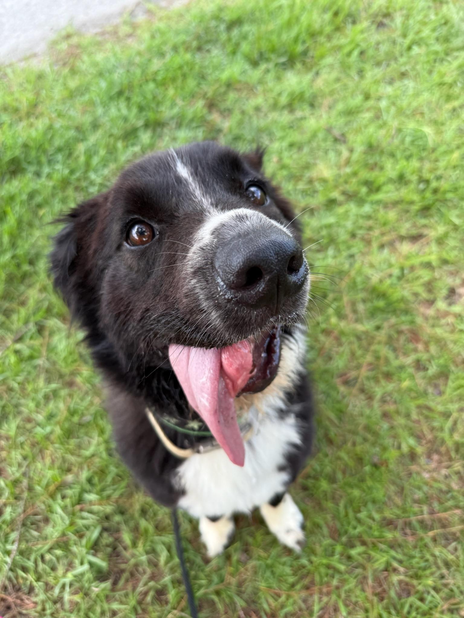 Dandy, a Adoptable mixed breed in Ridgeland, SC image 3/5