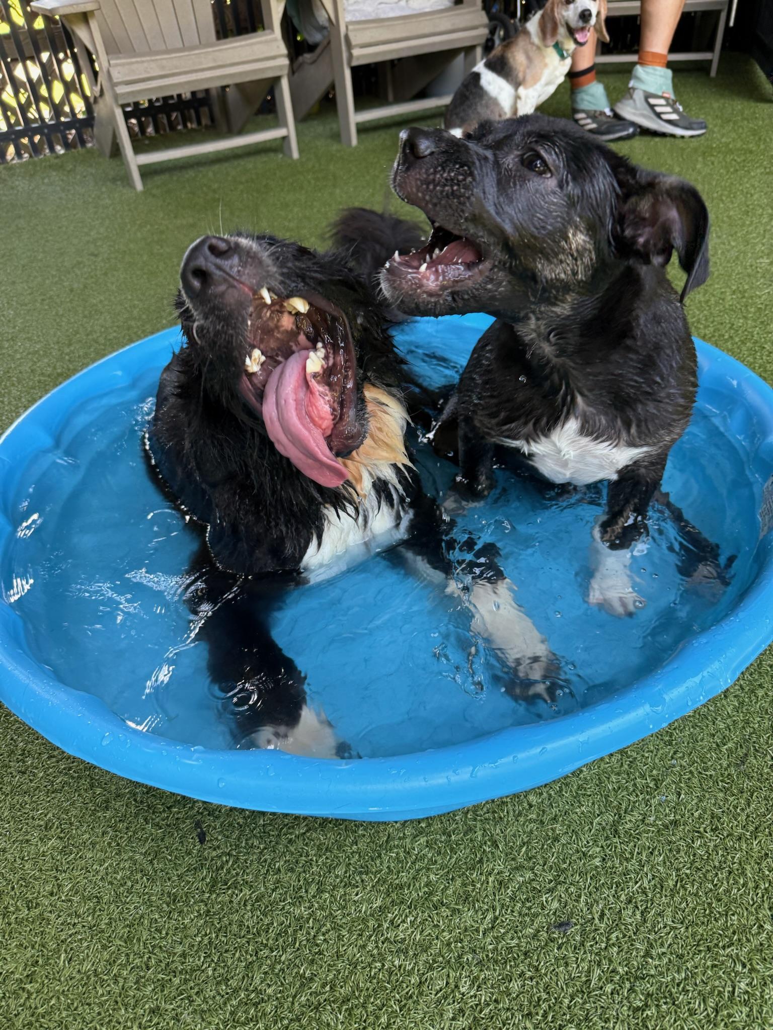 Dandy, a Adoptable mixed breed in Ridgeland, SC image 4/5