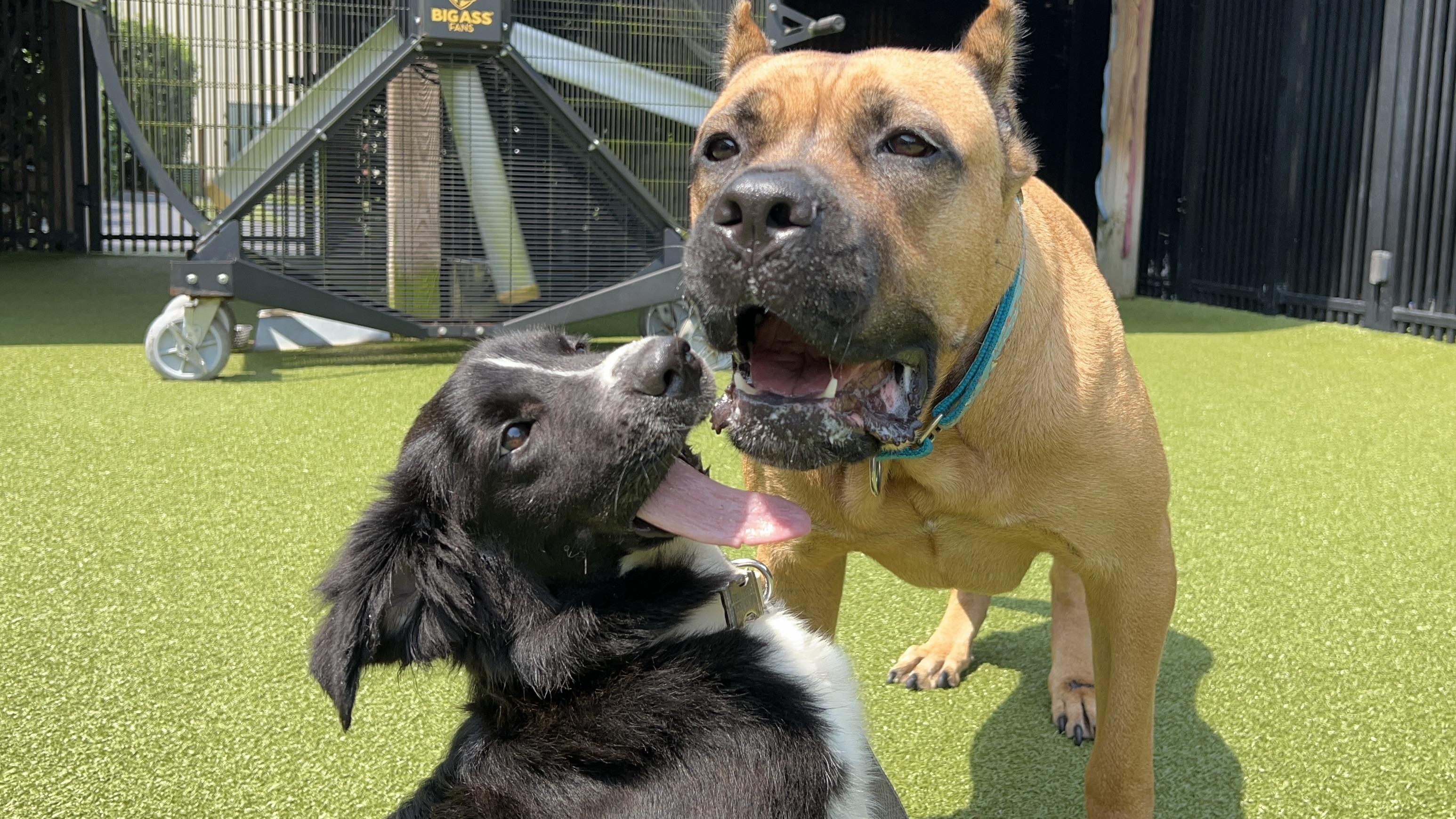 Enlarge DANDY, a Adoptable mixed breed in Ridgeland, SC image 5/6