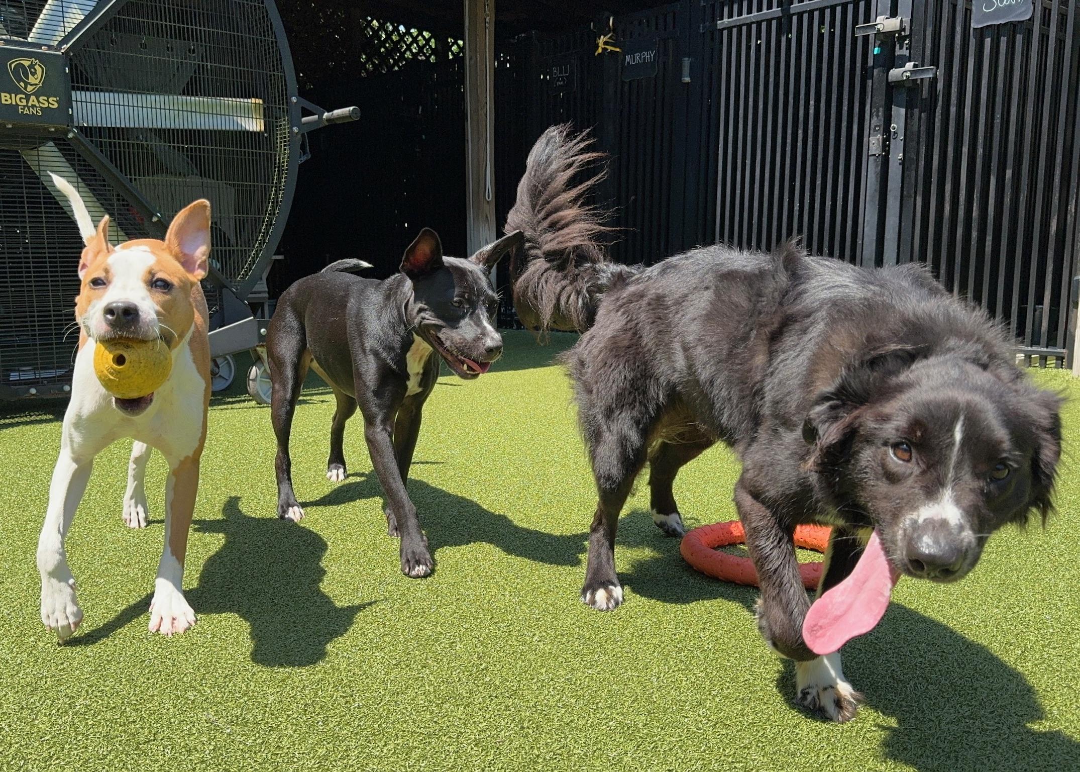 Dandy, Adoptable, Adult Male Border Collie.