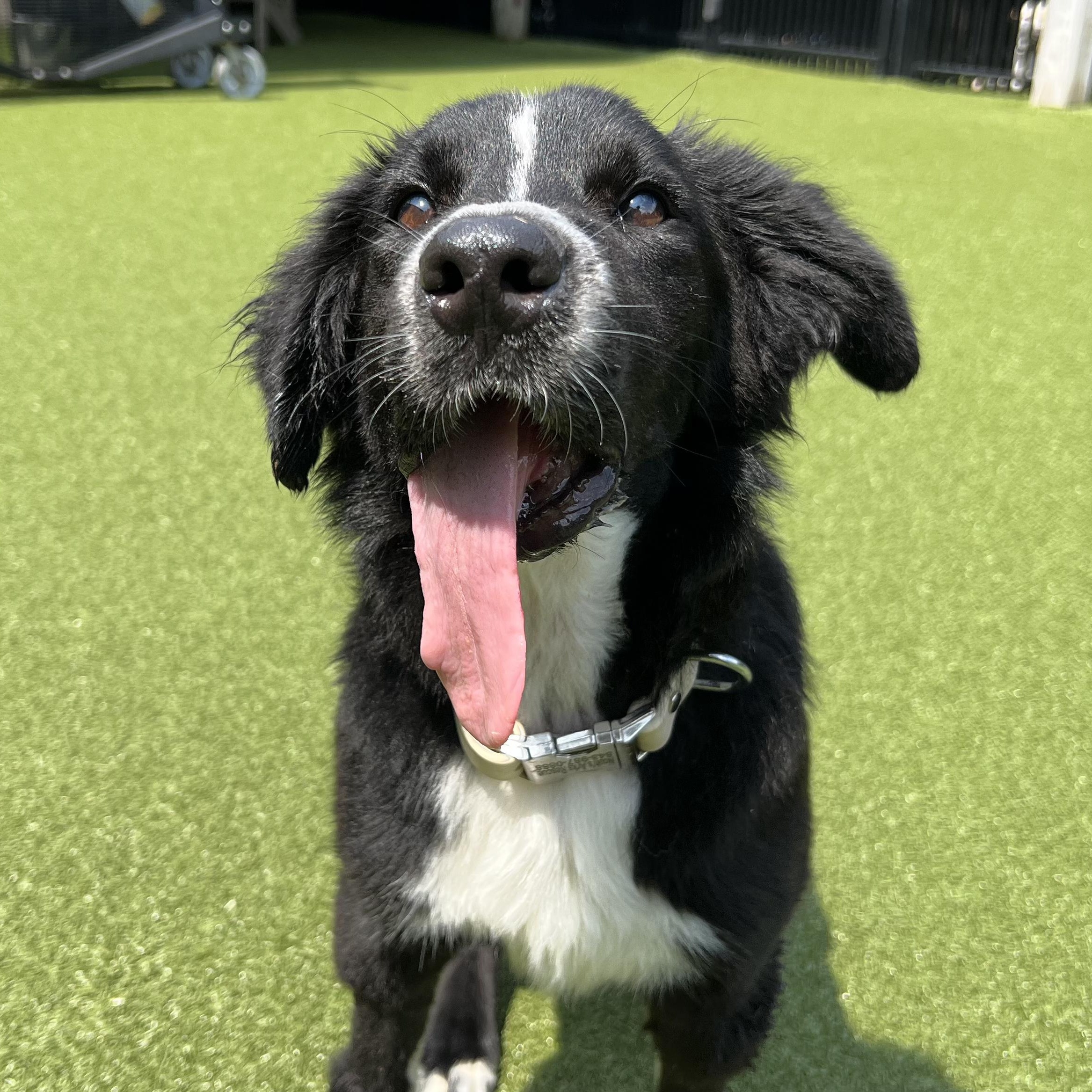 DANDY, Adoptable, Adult Male Border Collie.