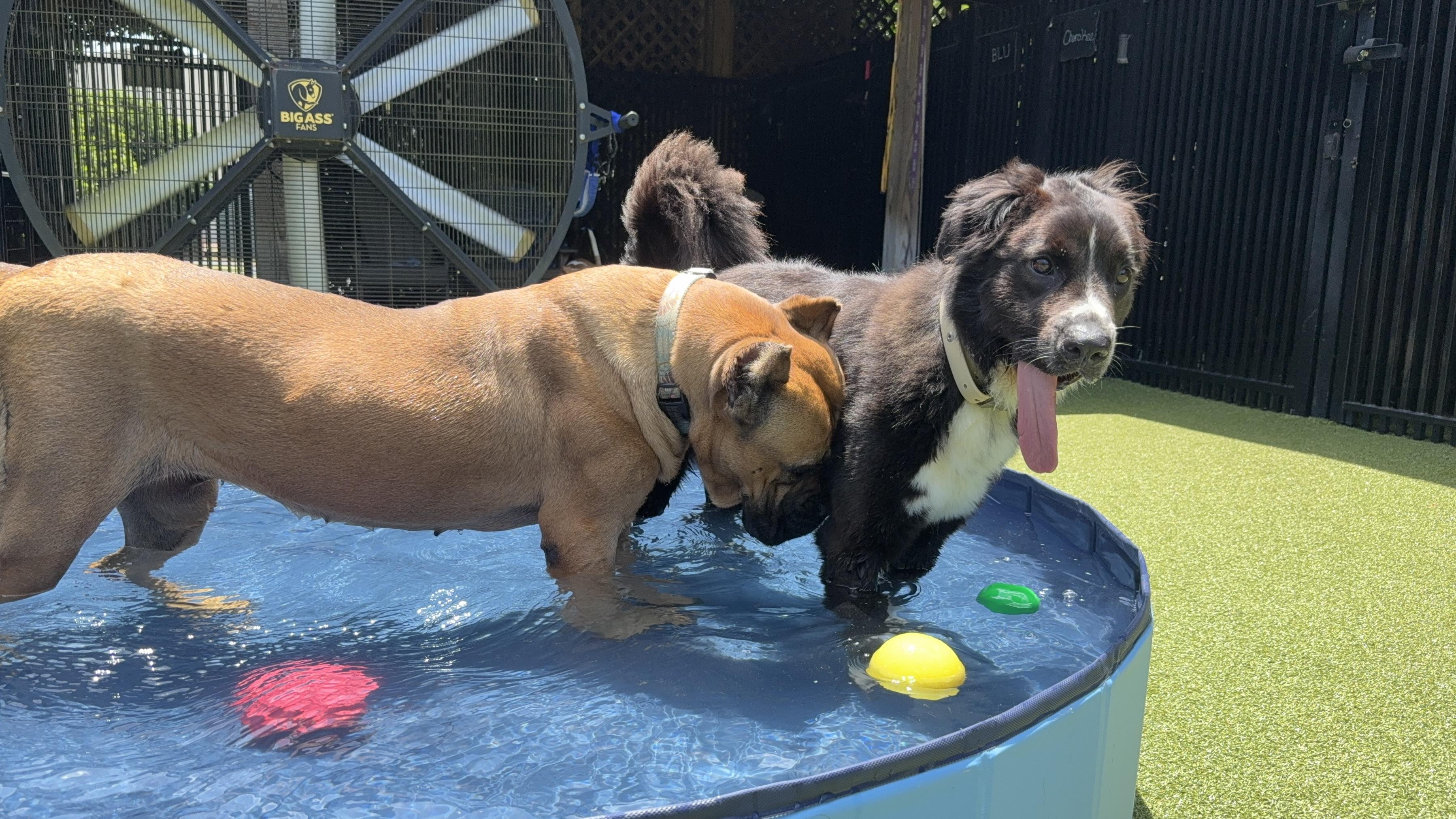 Enlarge DANDY, a Adoptable mixed breed in Ridgeland, SC image 4/6