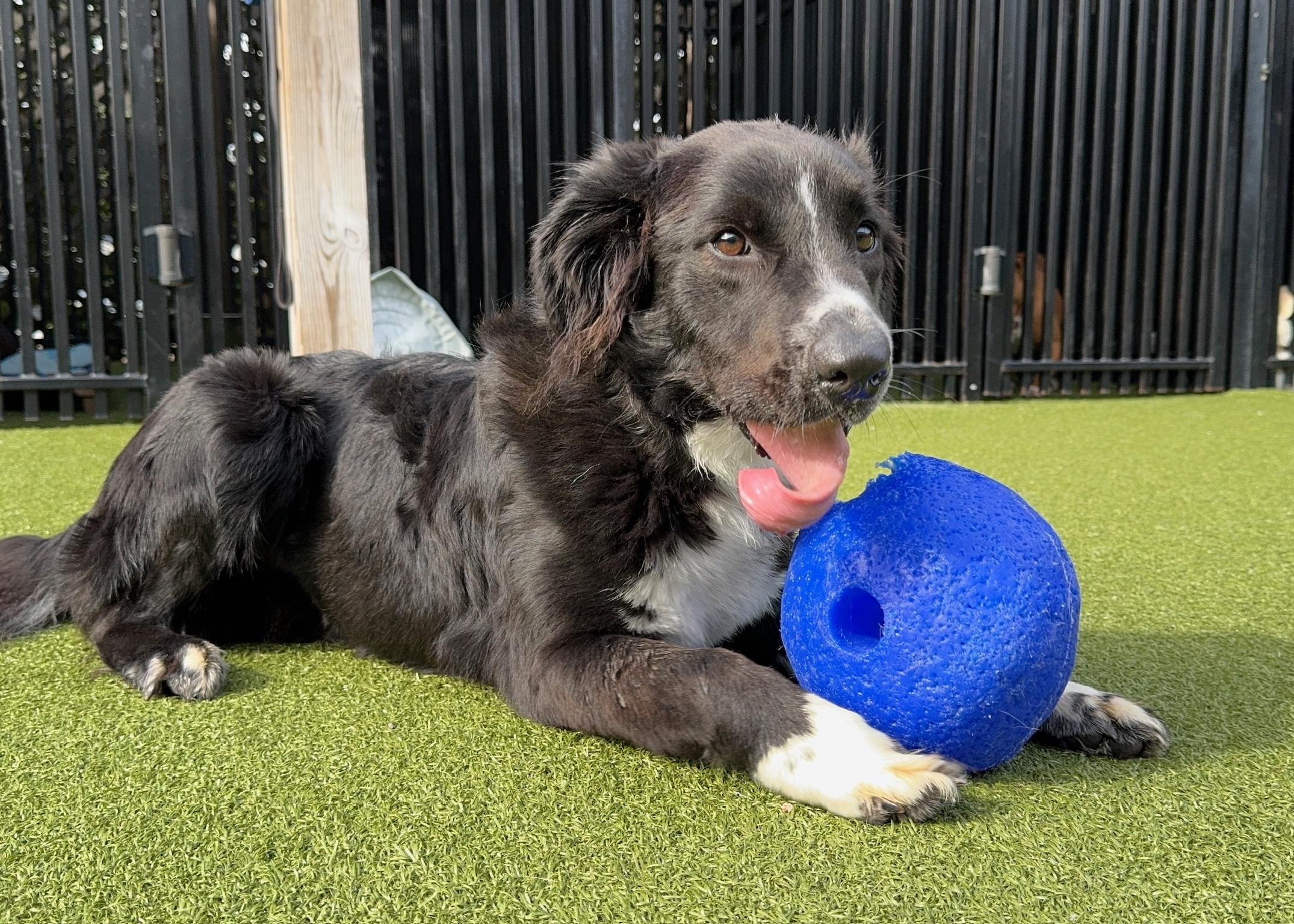 Dandy, Adoptable, Adult Male Border Collie.