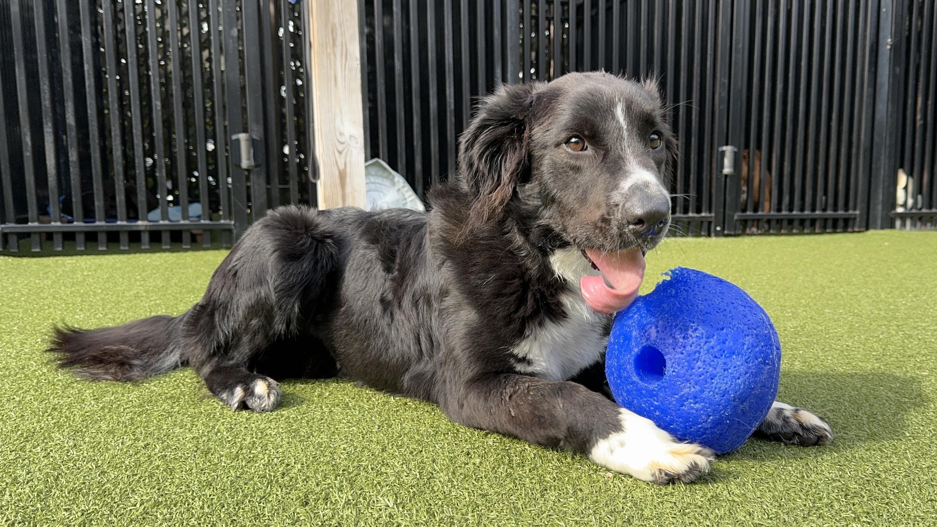 Enlarge DANDY, a Adoptable mixed breed in Ridgeland, SC image 6/6
