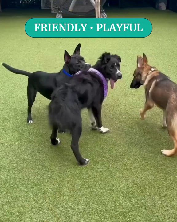 Enlarge DANDY, a Adoptable mixed breed in Ridgeland, SC video 2/6