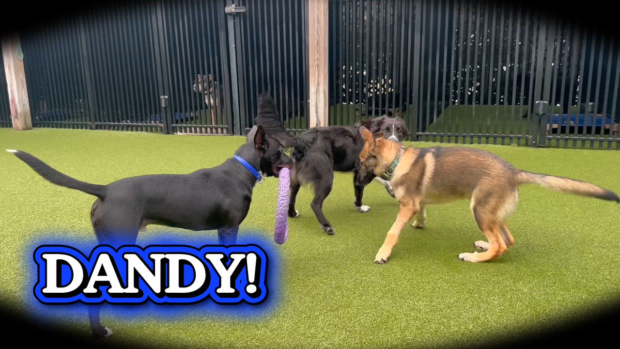 Enlarge DANDY, a Adoptable mixed breed in Ridgeland, SC video 2/6