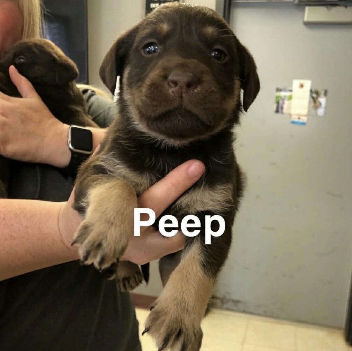Enlarge Peep, a Adoptable mixed breed in Hamilton , NJ image 1/1