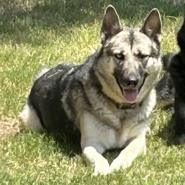 Sam, Adoptable, Adult Female German Shepherd Dog.