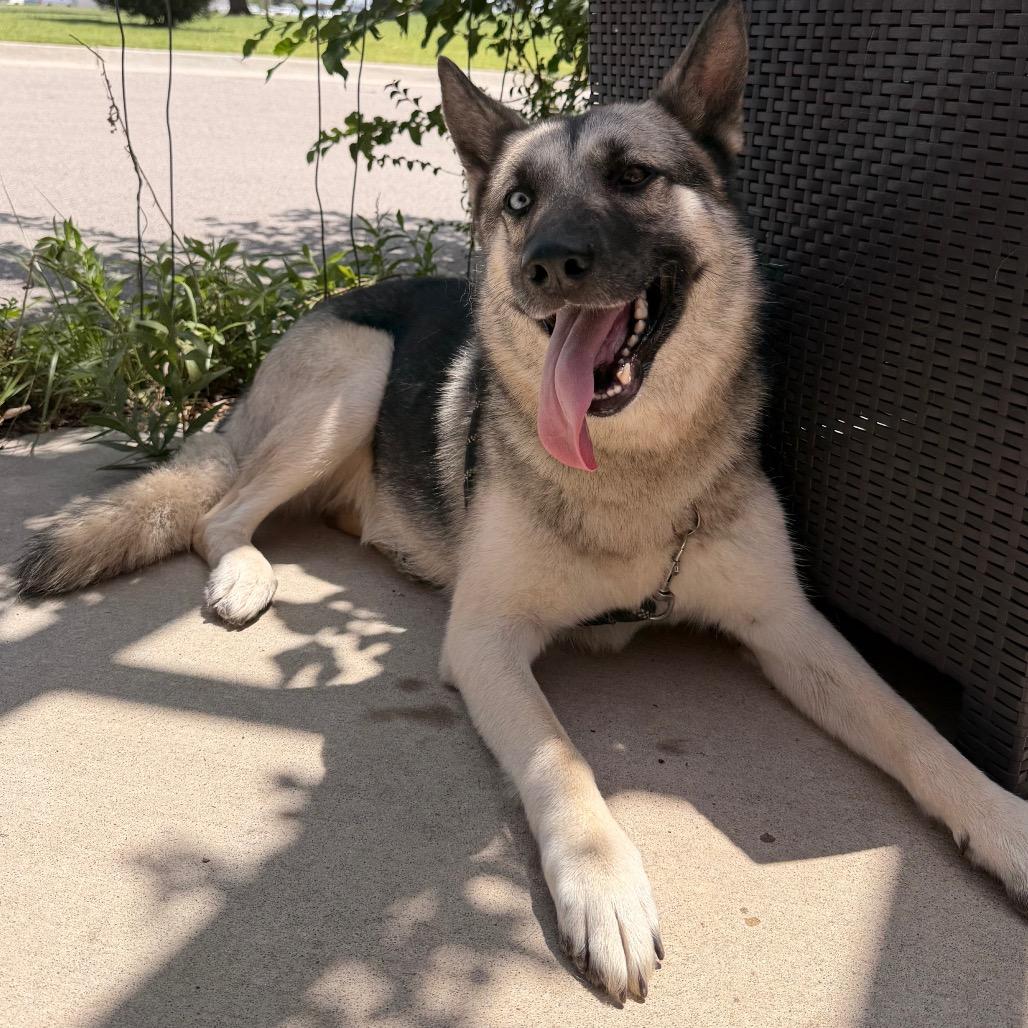 Sam, a Adoptable German Shepherd Dog in Tulsa, OK image 2/6