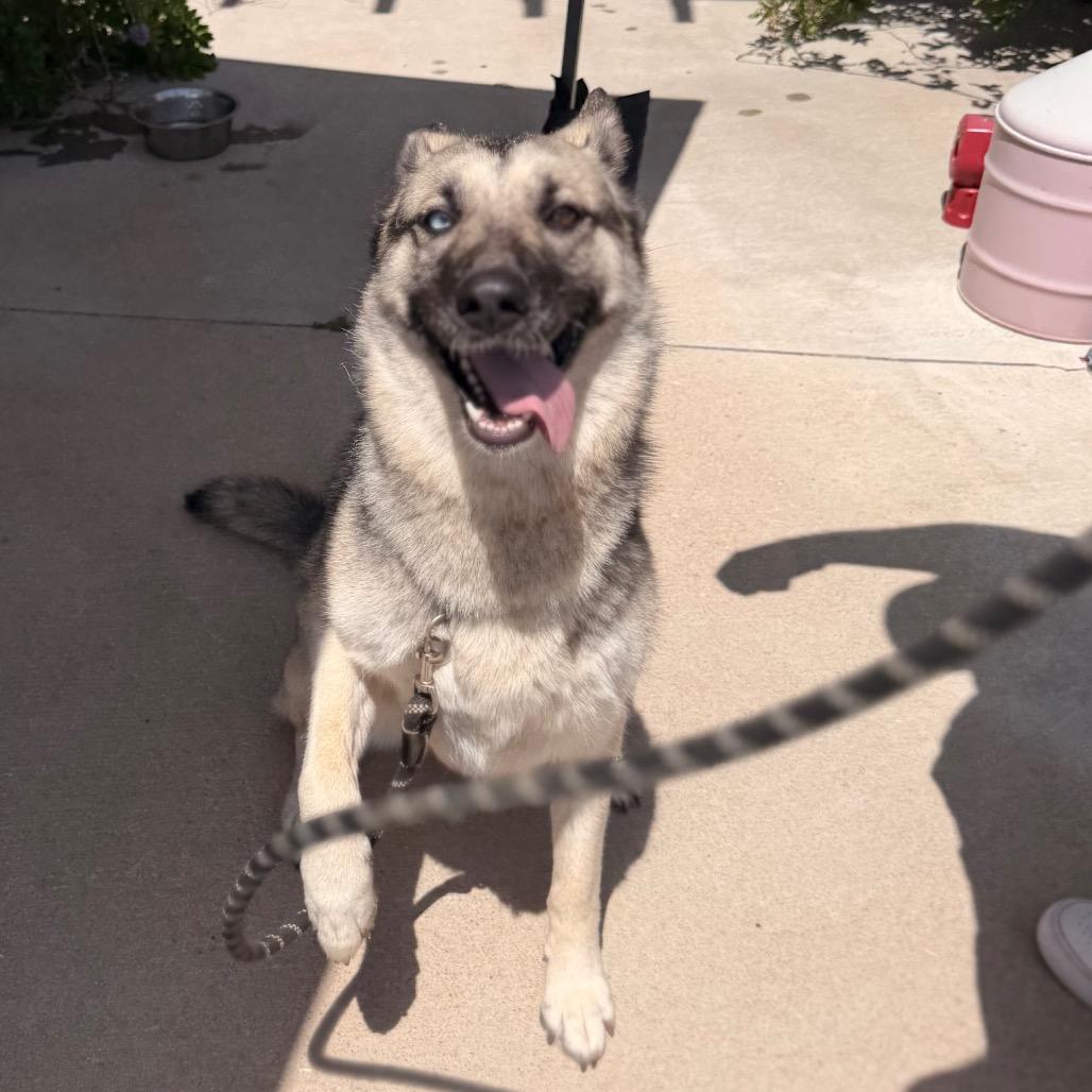 Sam, a Adoptable German Shepherd Dog in Tulsa, OK image 3/6