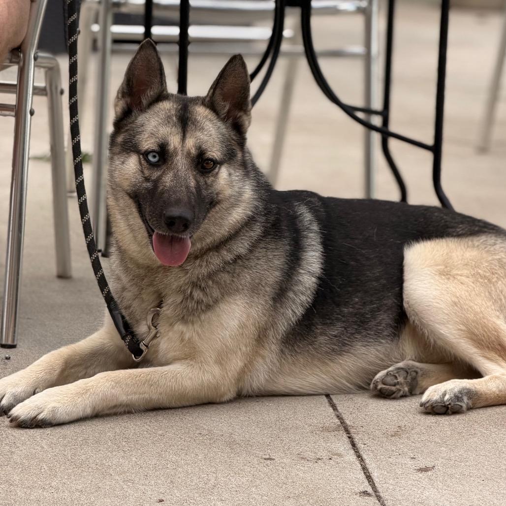 Sam, a Adoptable German Shepherd Dog in Tulsa, OK image 4/6