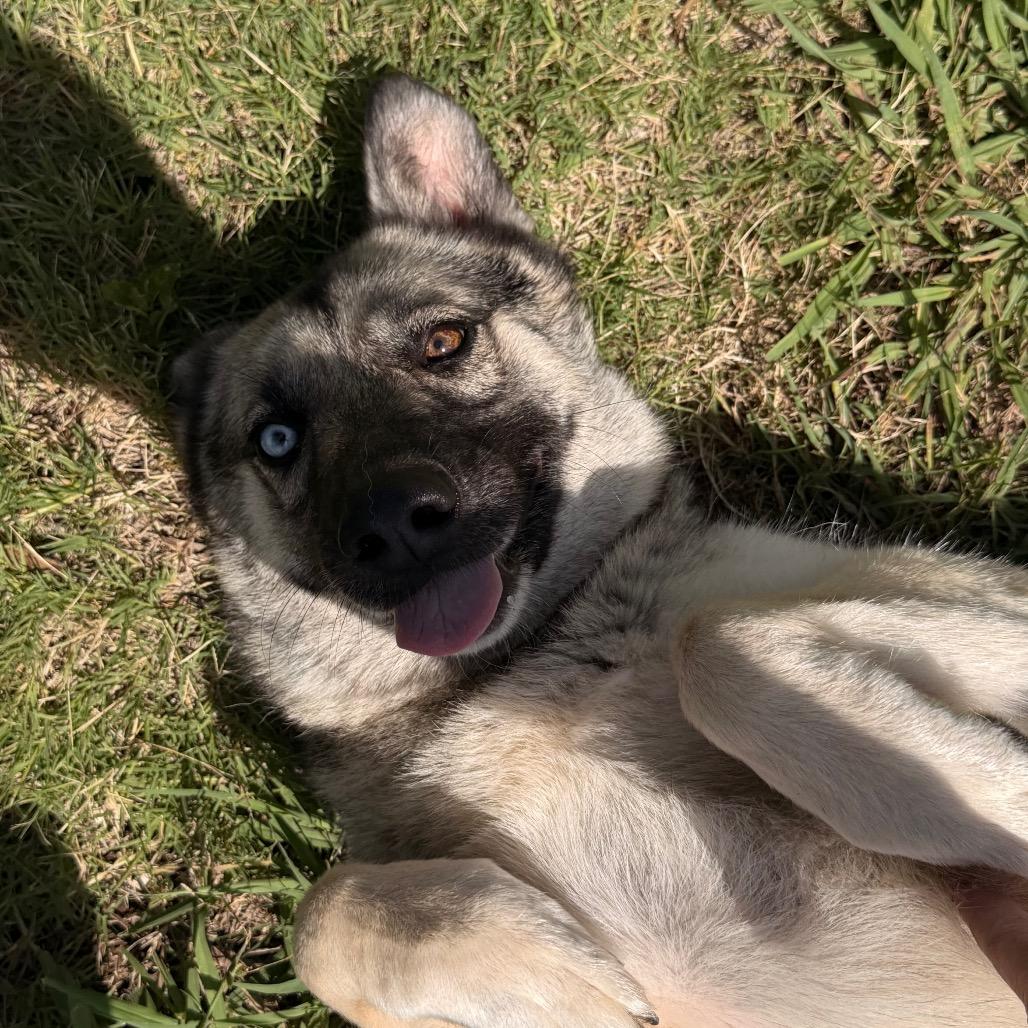 Sam, a Adoptable German Shepherd Dog in Tulsa, OK image 5/6