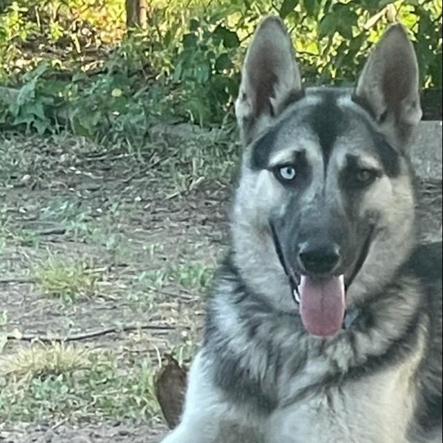 Enlarge Sam, a Adoptable German Shepherd Dog in Tulsa, OK image 2/2