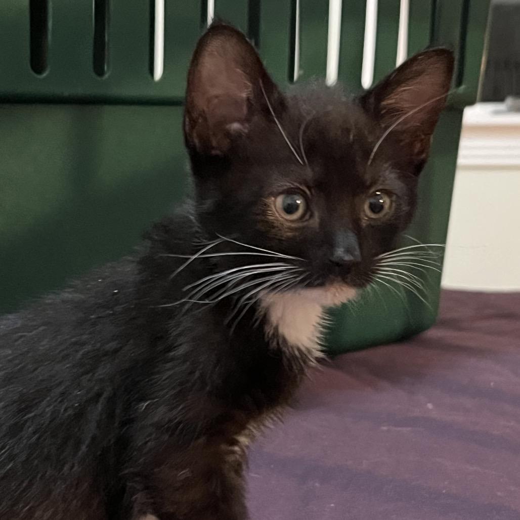 Enlarge Finley, a Adoptable Domestic Short Hair in Quakertown, PA image 1/1