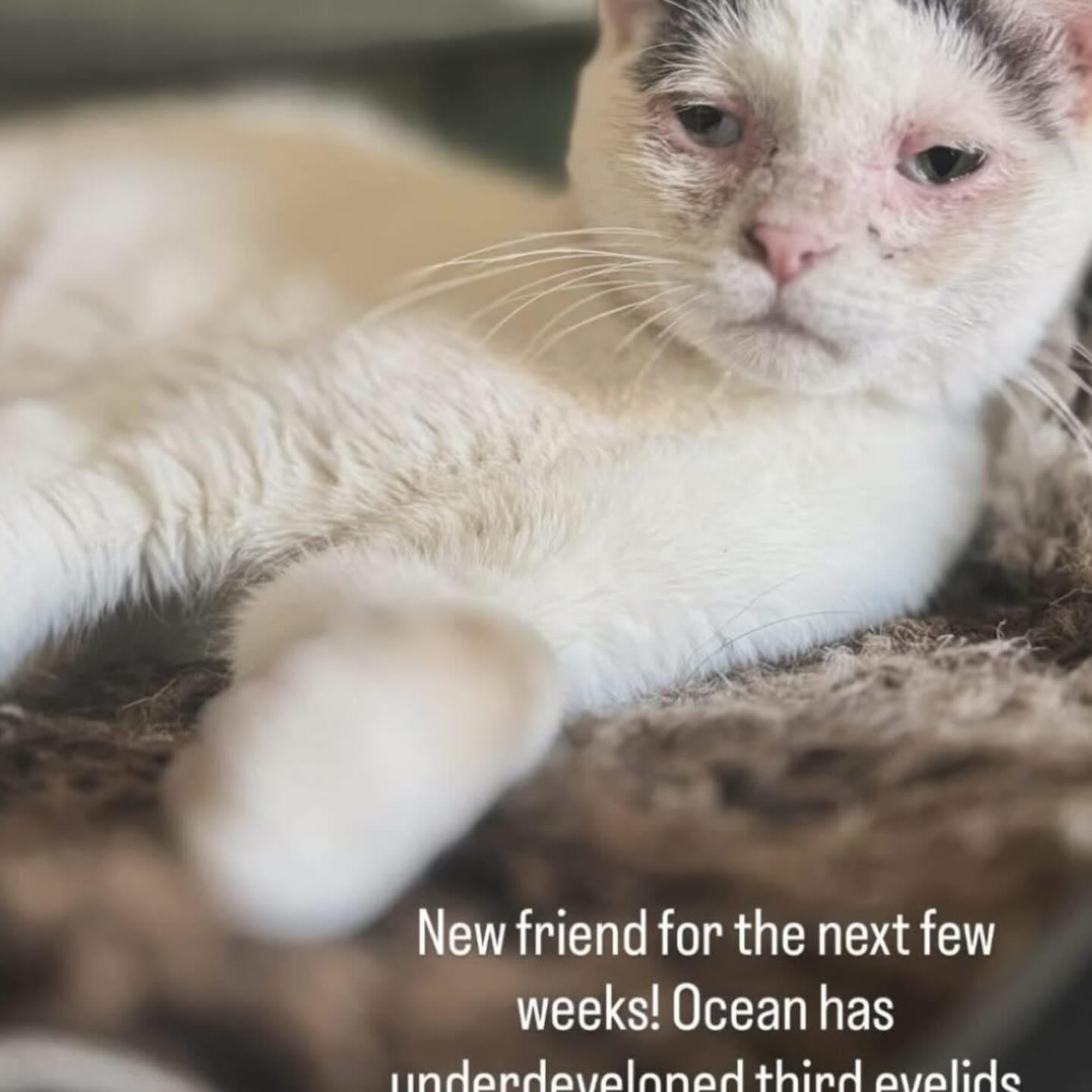 Enlarge Ocean, an adoptable Domestic Short Hair in Allen, TX image 1/1