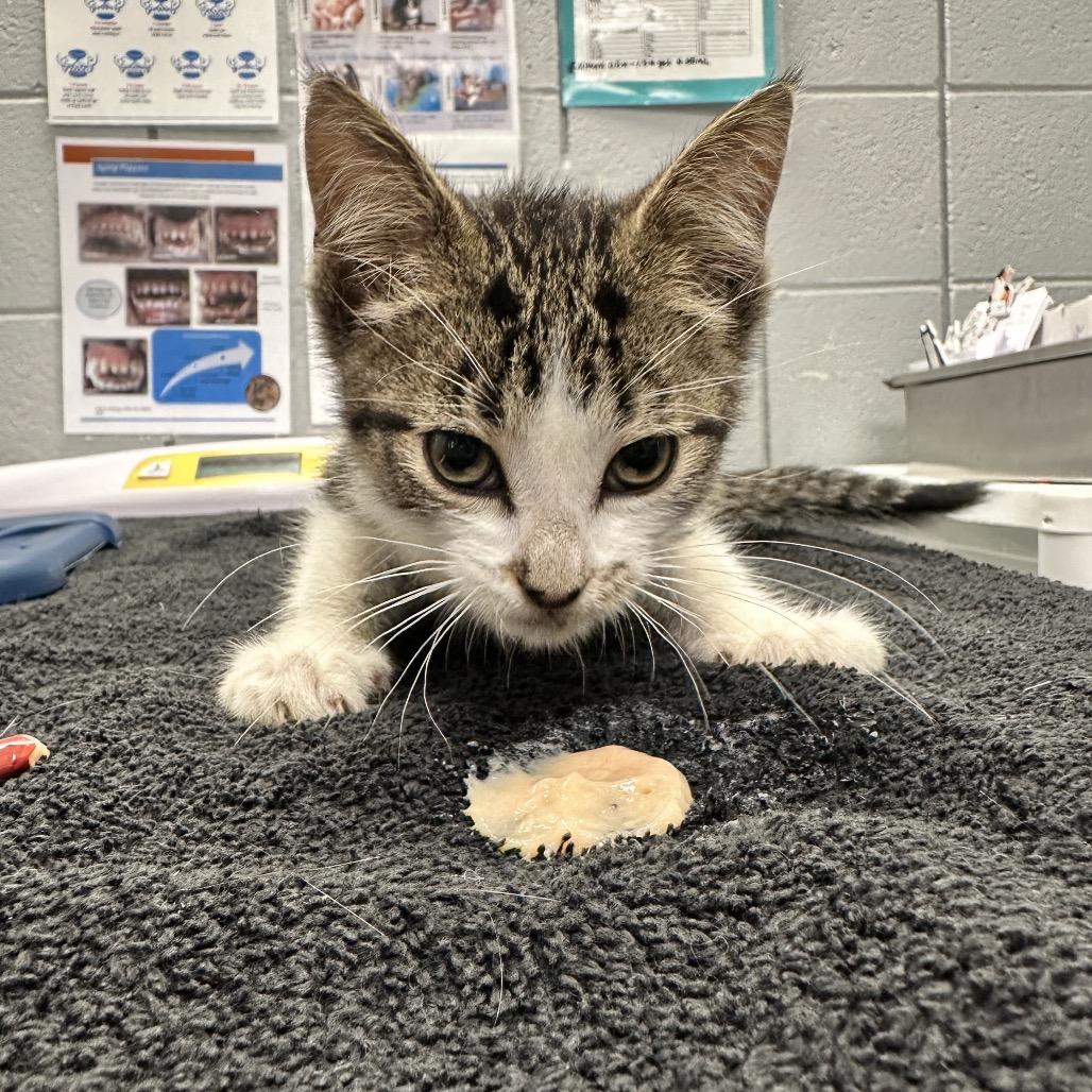 Sage, Adoptable, Kitten Male Domestic Short Hair.