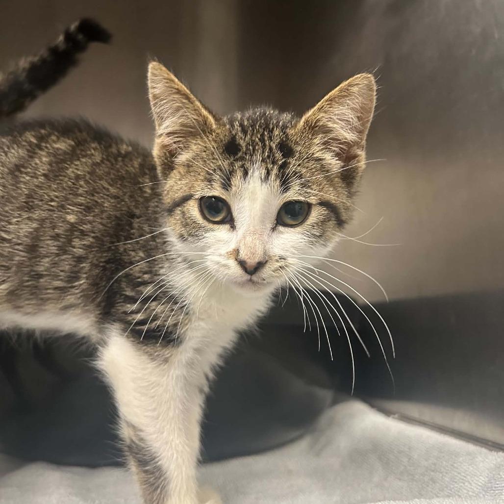 Enlarge Sage, a Adoptable Domestic Short Hair in West Olive, MI image 2/6