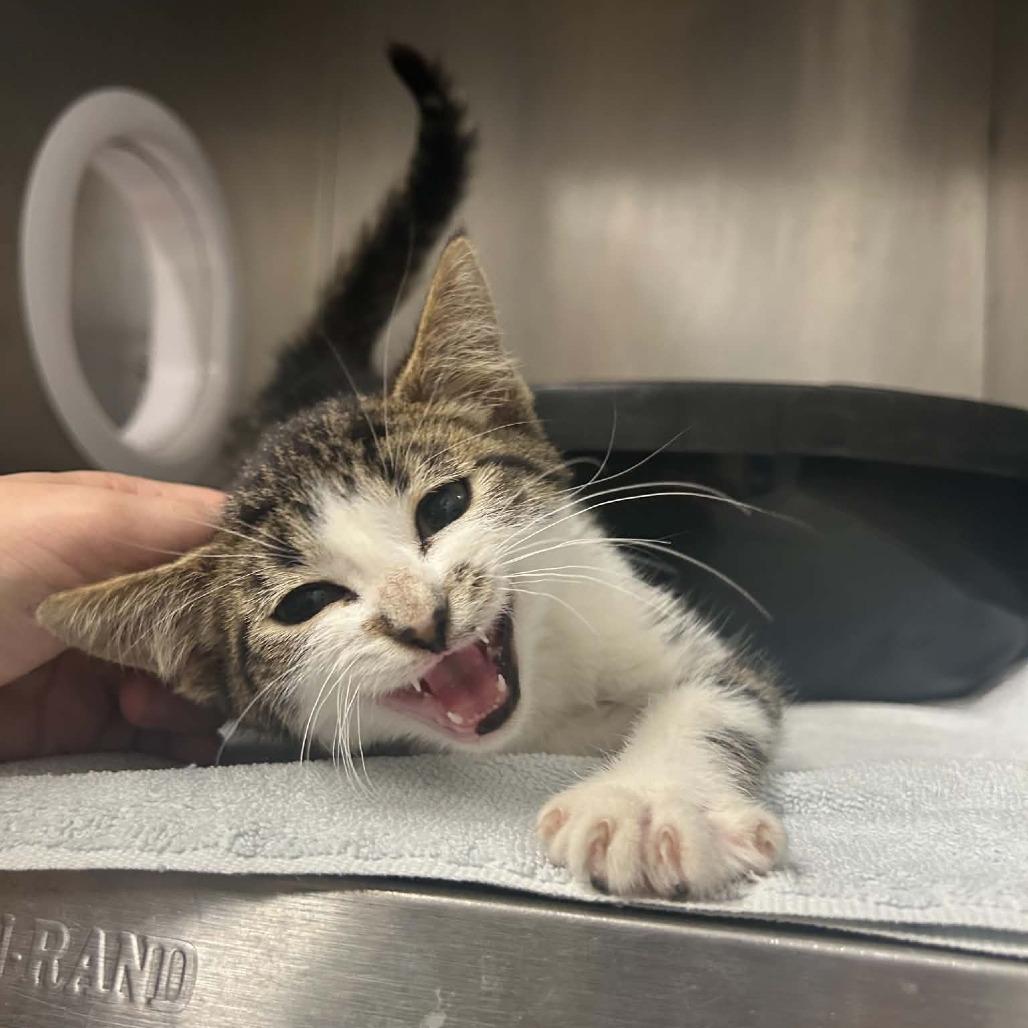 Enlarge Sage, a Adoptable Domestic Short Hair in West Olive, MI image 3/6