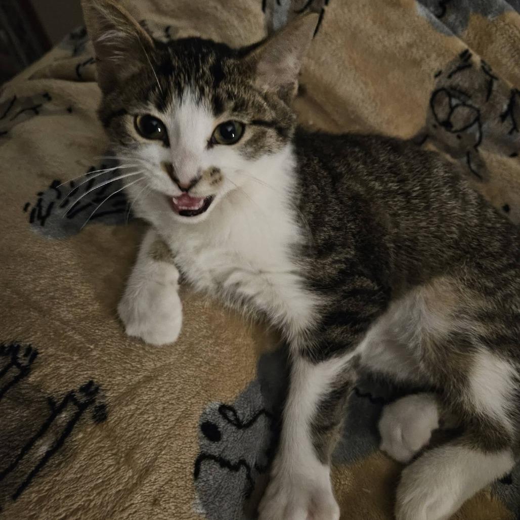 Enlarge Sage, a Adoptable Domestic Short Hair in West Olive, MI image 4/6