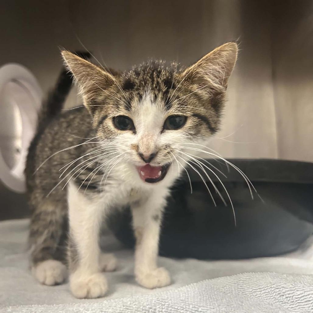 Enlarge Sage, a Adoptable Domestic Short Hair in West Olive, MI image 5/6