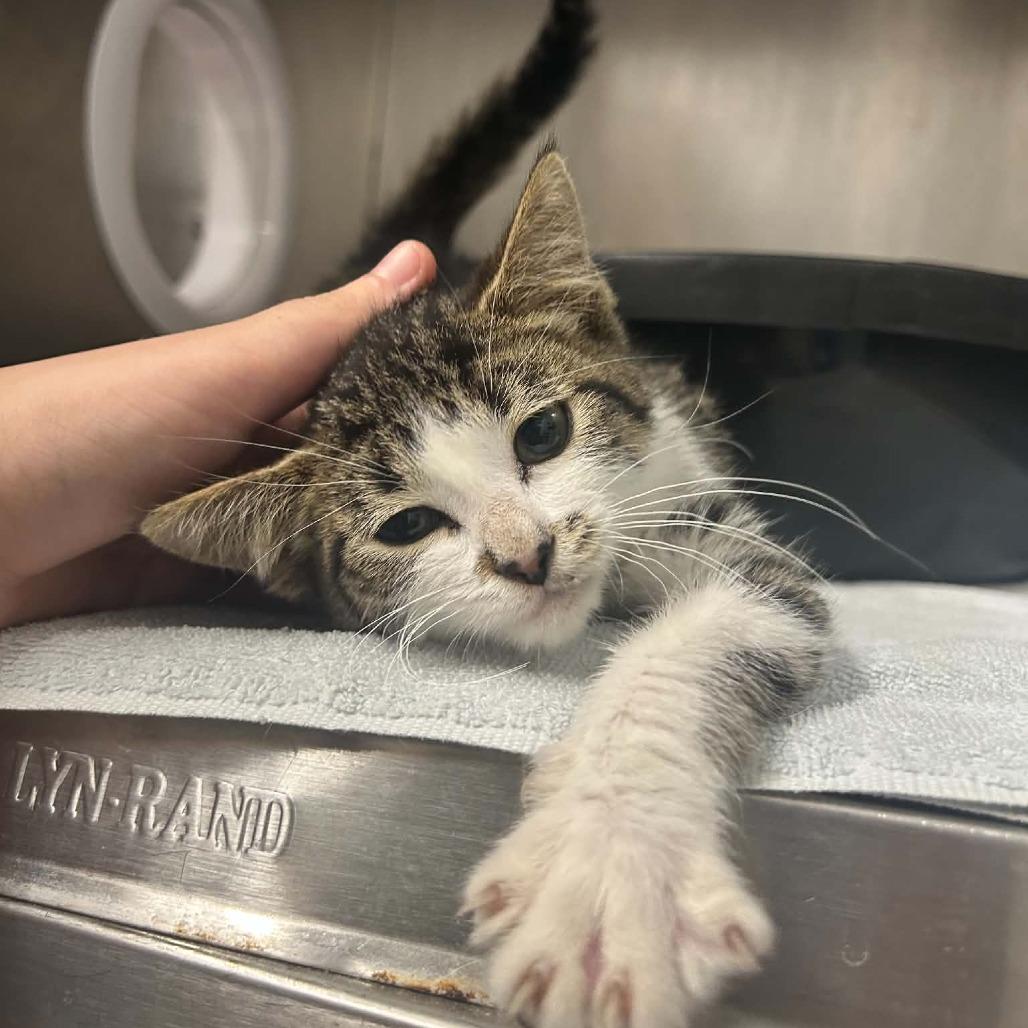Enlarge Sage, a Adoptable Domestic Short Hair in West Olive, MI image 6/6
