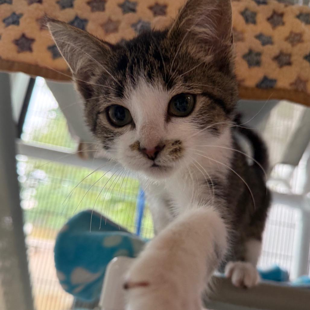 Enlarge Sage, a Adoptable Domestic Short Hair in West Olive, MI image 6/6