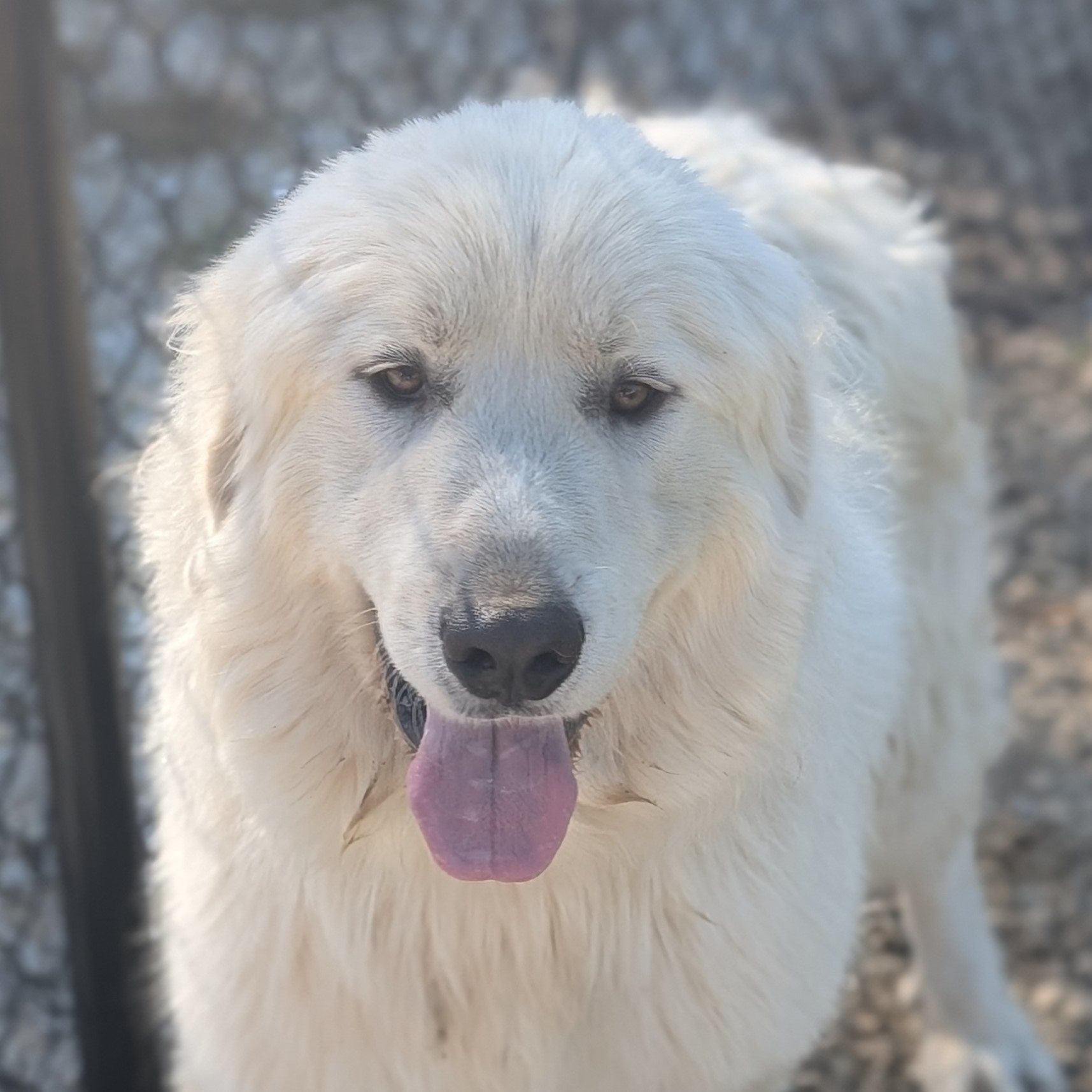 Ozzie, Adopted, Adult Male Great Pyrenees.
