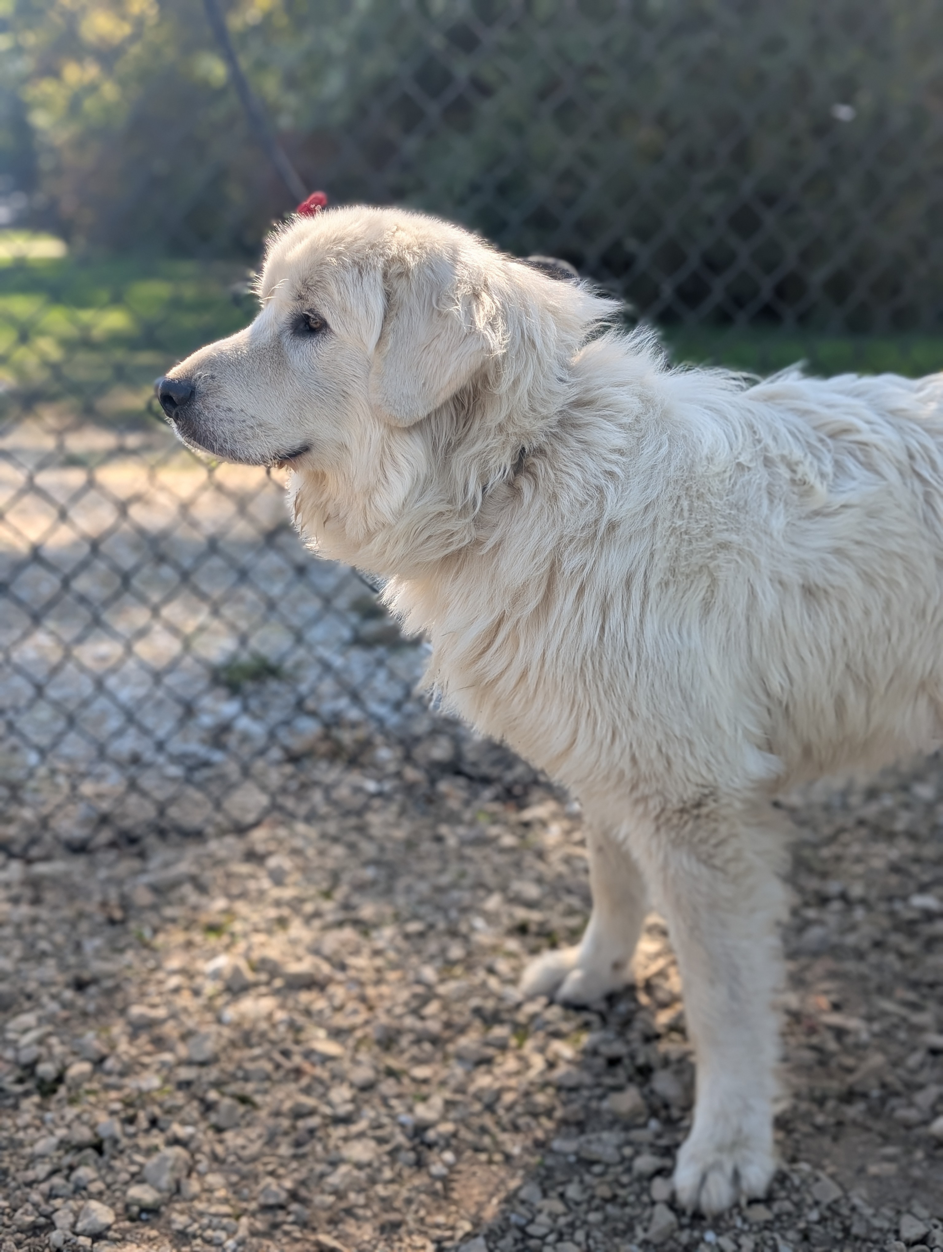 Enlarge Ozzie, a Adopted Great Pyrenees in Rushville, IN image 2/4