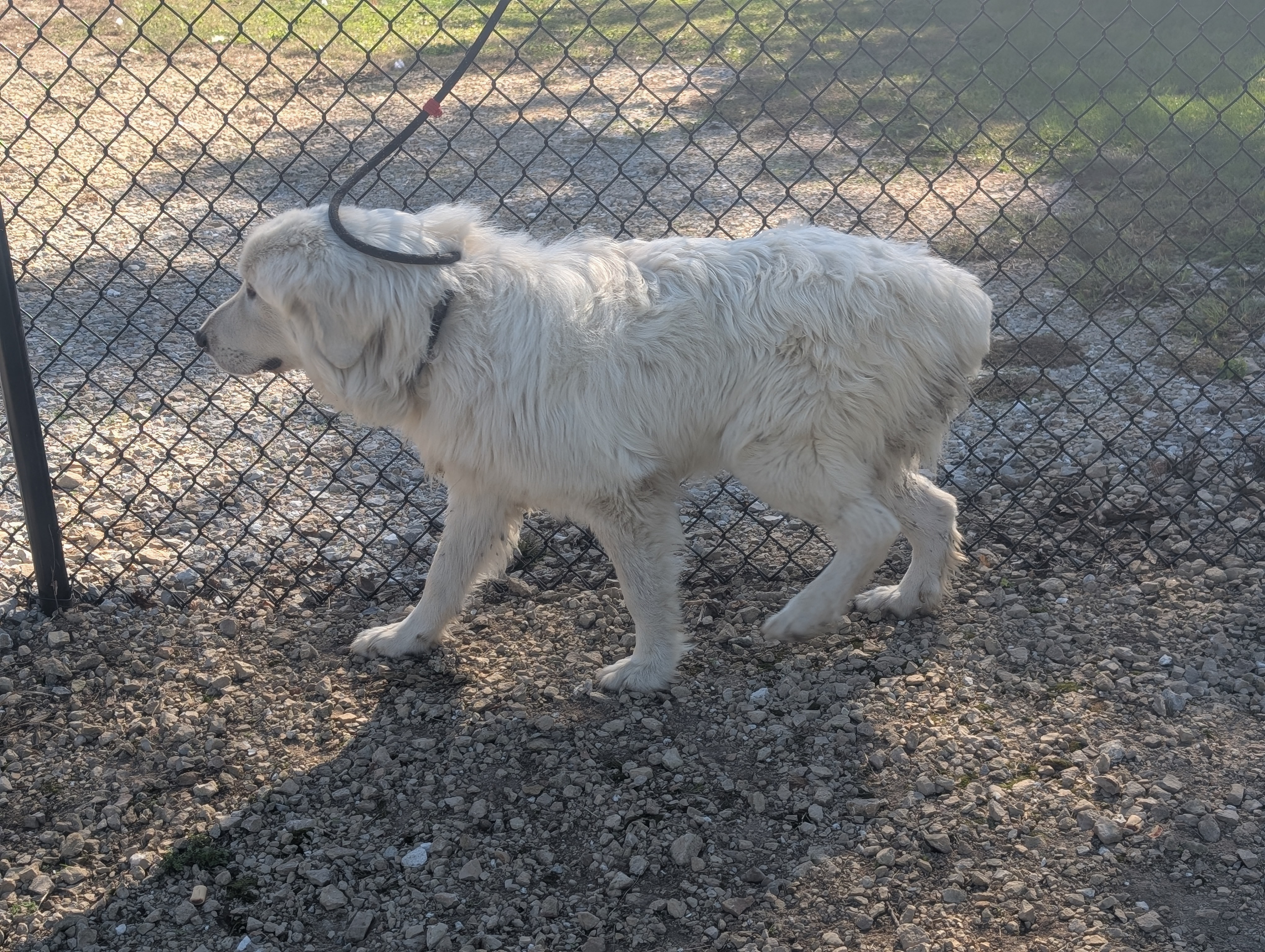 Enlarge Ozzie, a Adopted Great Pyrenees in Rushville, IN image 3/4