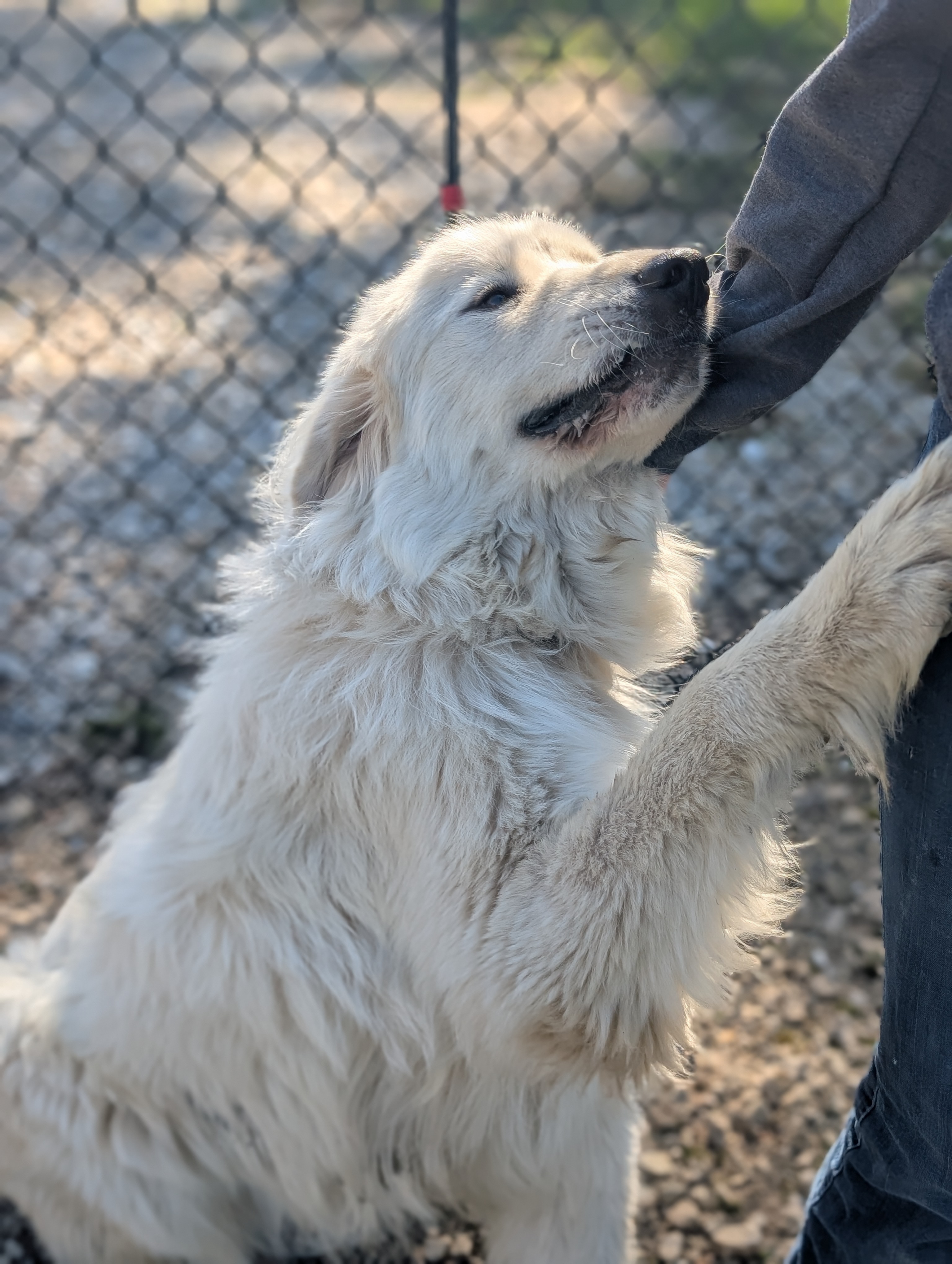 Enlarge Ozzie, a Adopted Great Pyrenees in Rushville, IN image 4/4