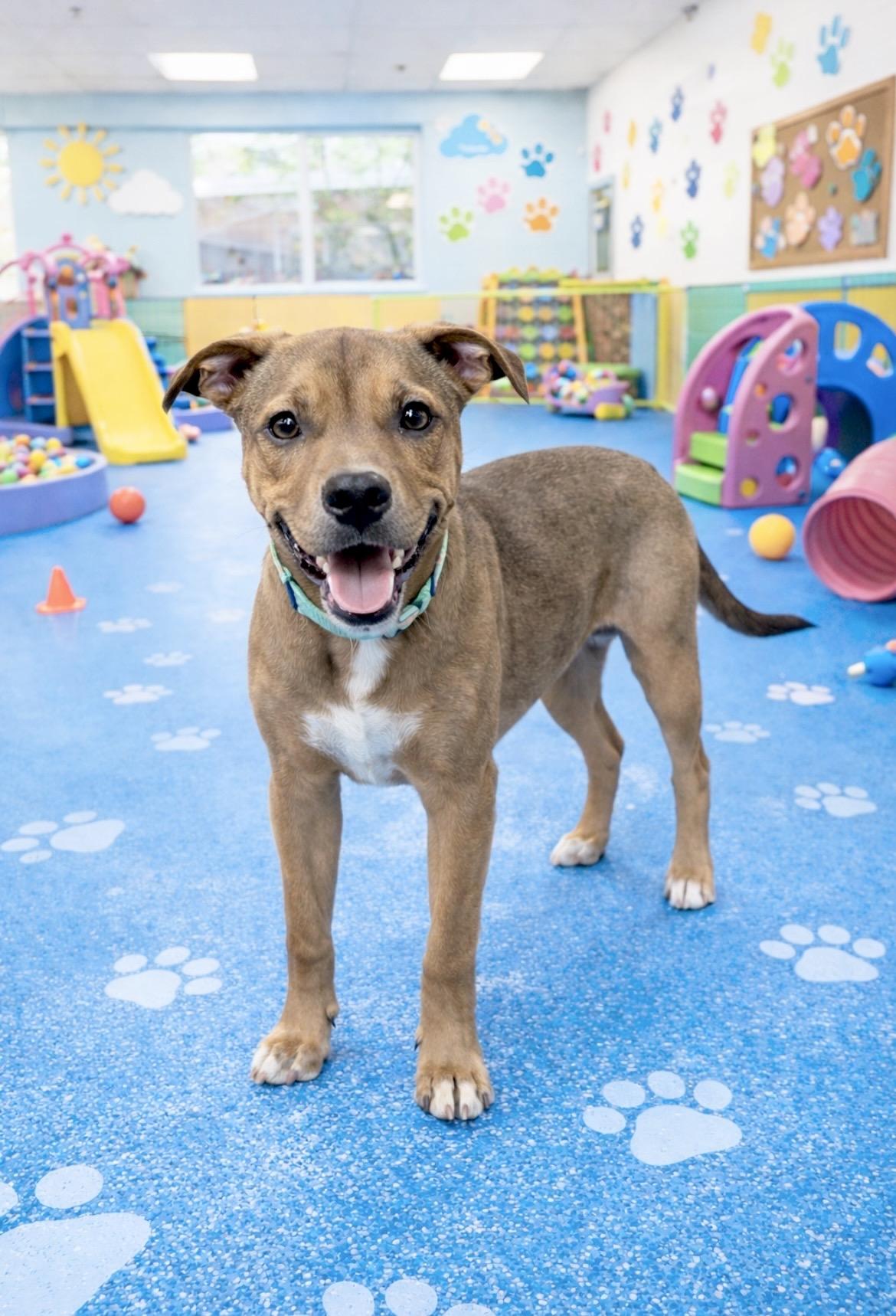 Enlarge Rusty, a Adoptable mixed breed in Owings, MD image 3/6