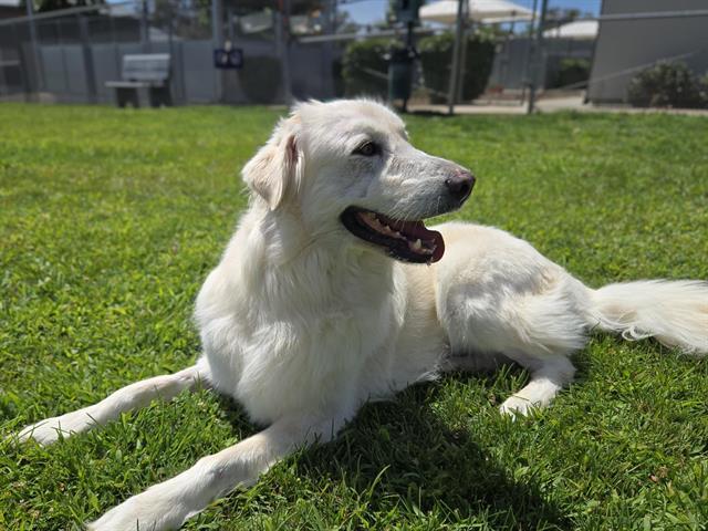 TEDDIE, Adoptable, Adult Female Great Pyrenees.