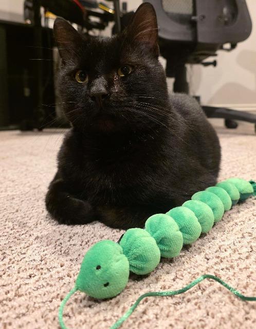 Radar, Adoptable, Adult Male Domestic Short Hair.