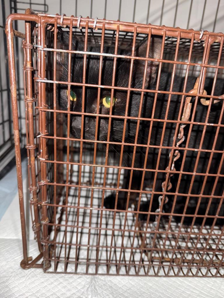 Radar, Adoptable, Adult Male Domestic Short Hair.