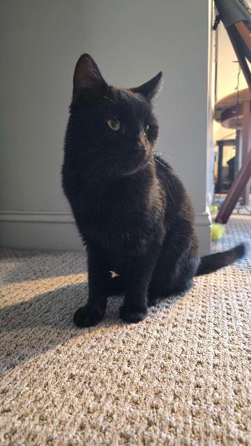 Enlarge Radar, a Adoptable mixed breed in Pawtucket, RI image 2/5