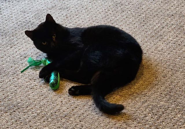 Enlarge Radar, a Adoptable mixed breed in Pawtucket, RI image 3/5